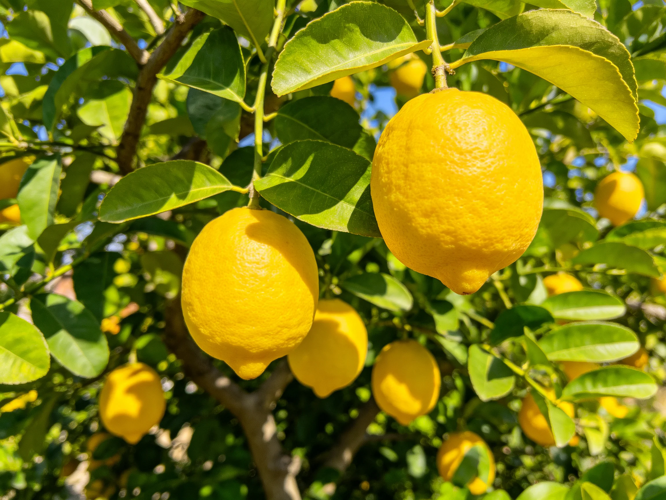 Bright yellow lemons hang from a lush lemon tree