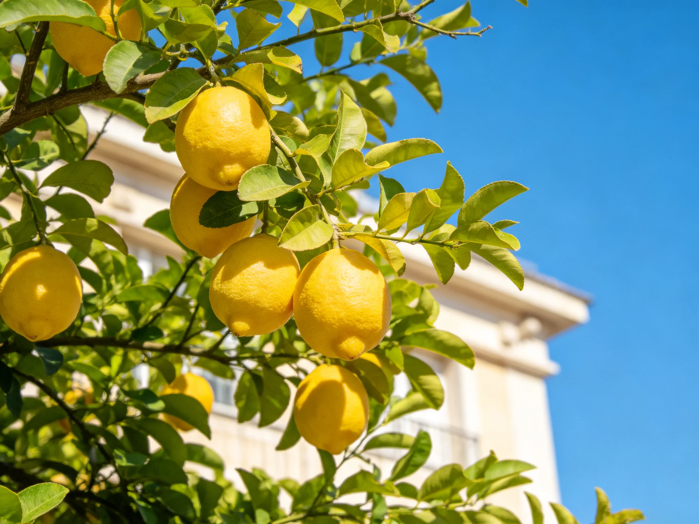 Bright yellow lemons hang from a lush tree near a white building