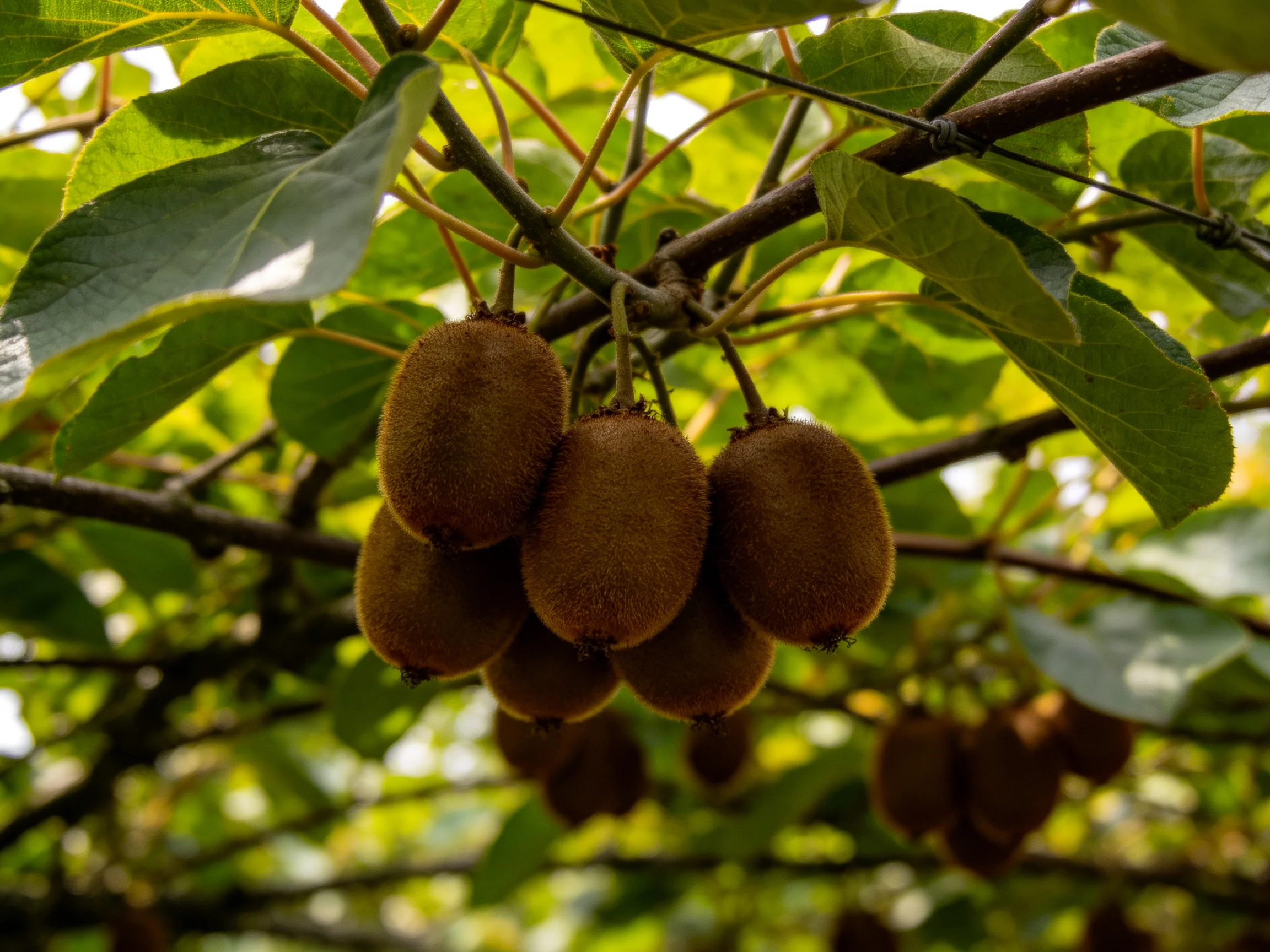 Brown Kiwis Clustered Among Lush Green Leaves on Branches