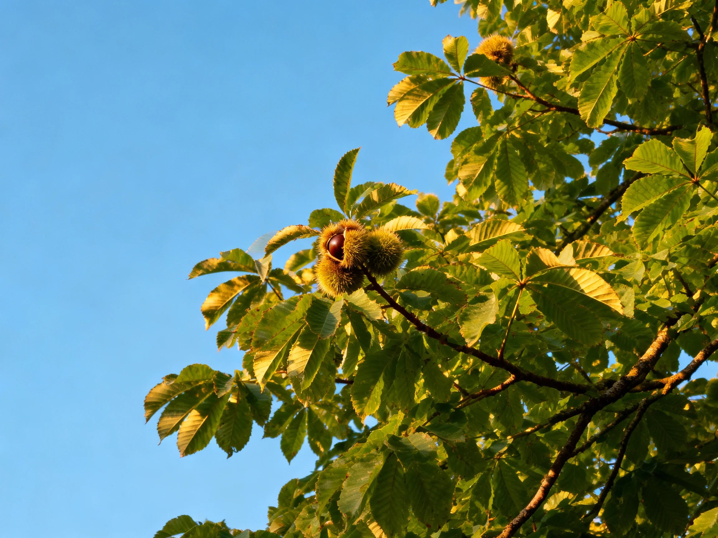 Chestnut Burrs with Green Foliage Against Blue Sky