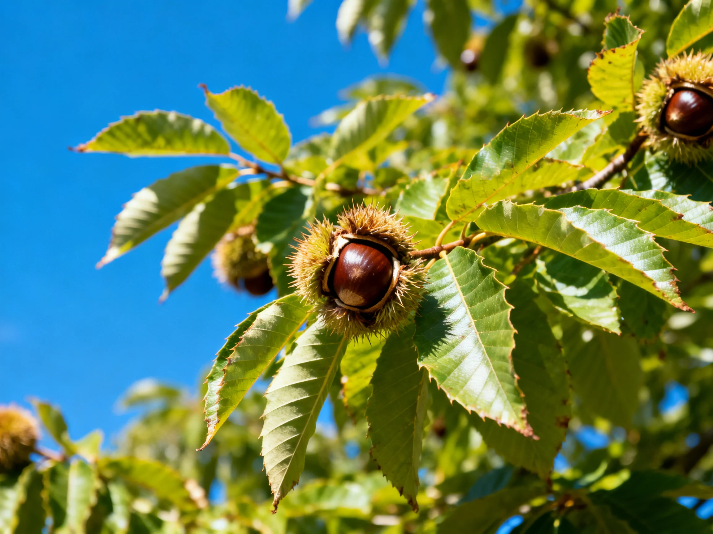 Chestnuts with spiky husks among vibrant green leaves under clear blue sky
