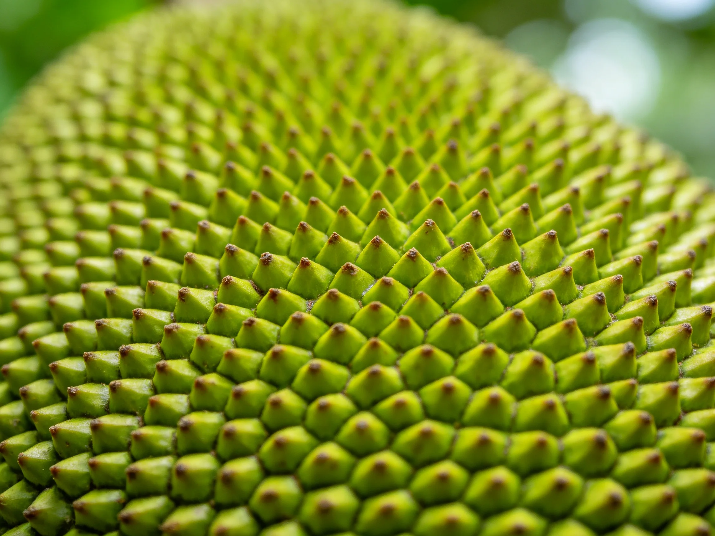 Close-up view of a green spiky tropical fruits textured exterior