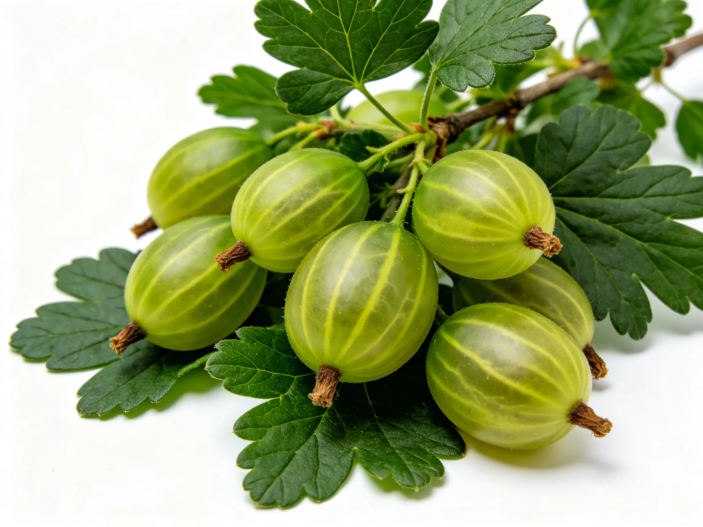 Cluster of Fresh Green Gooseberries with Serrated Foliage