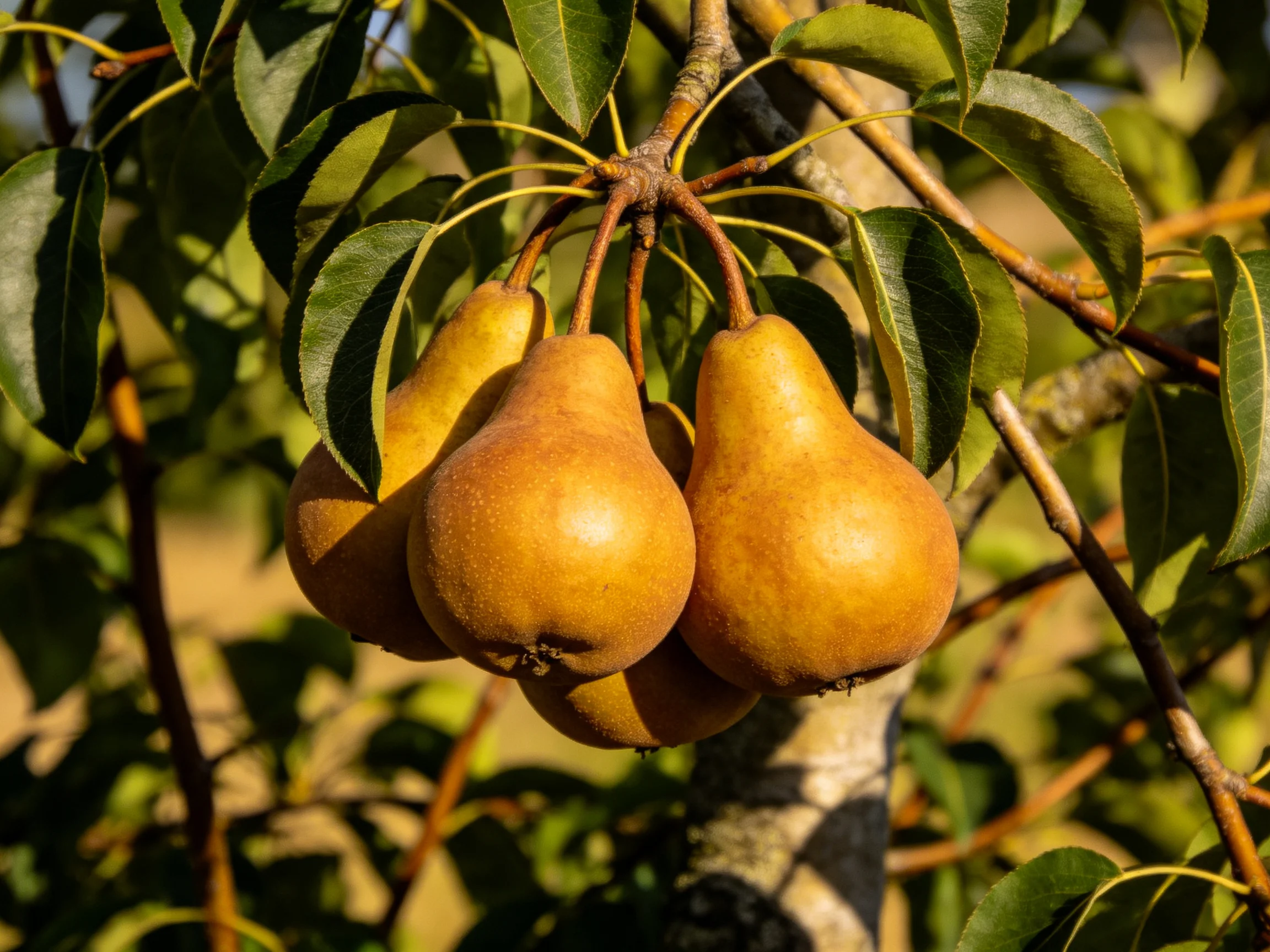 Cluster of Golden Pears on a Leafy Tree Branch
