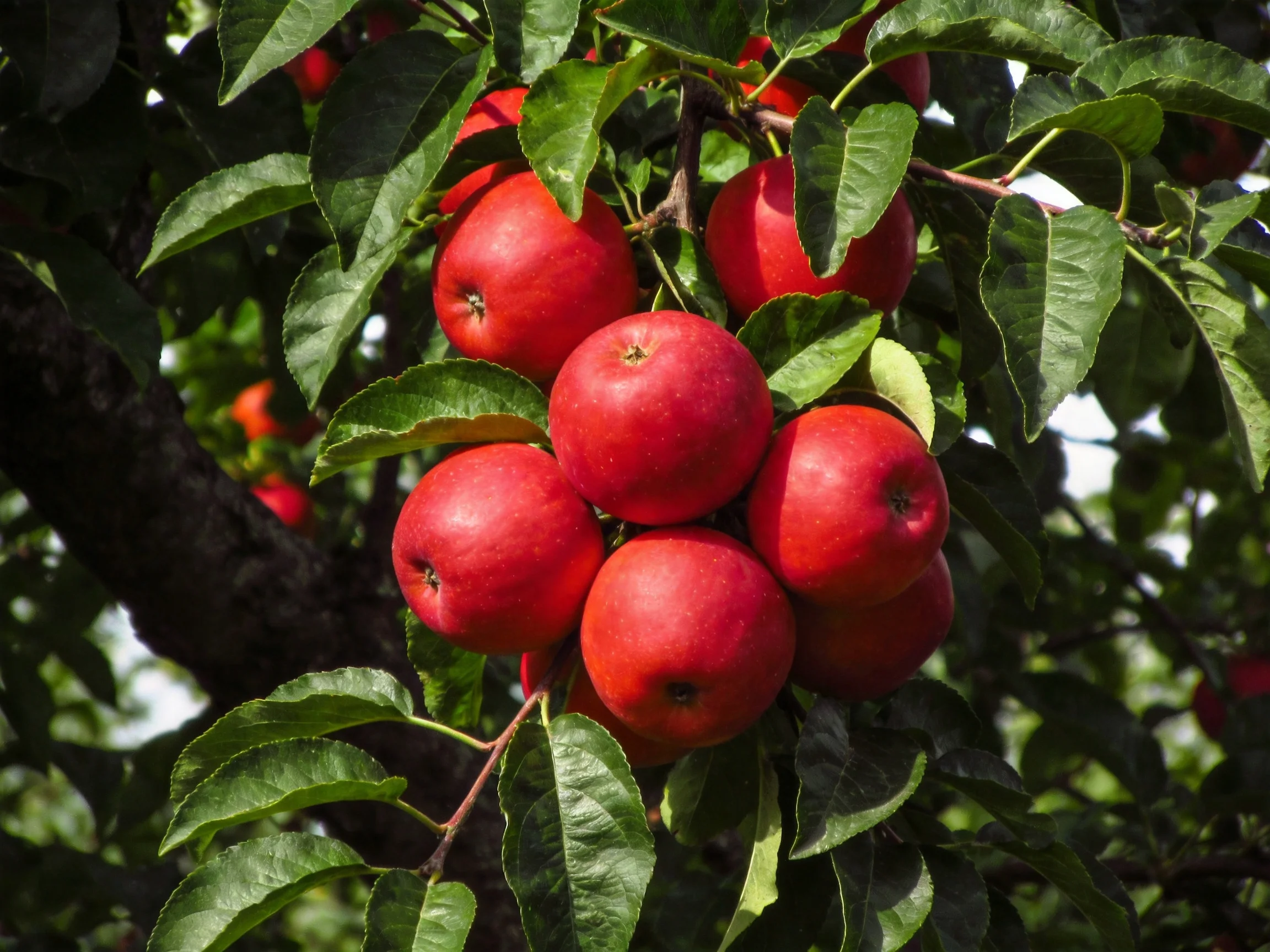 Cluster of bright red apples on a leafy apple tree
