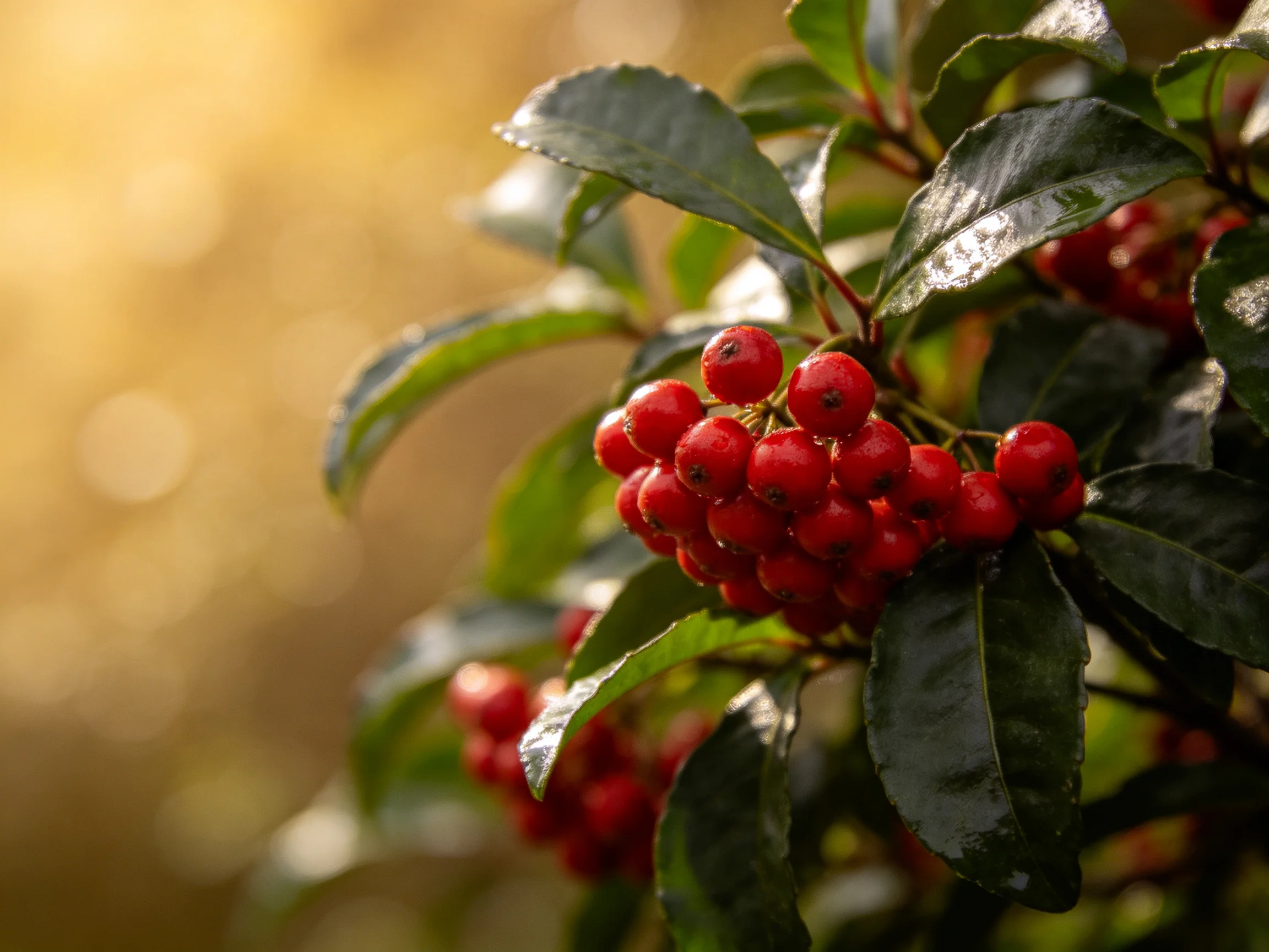 Cluster of bright red berries amid glossy dark-green foliage