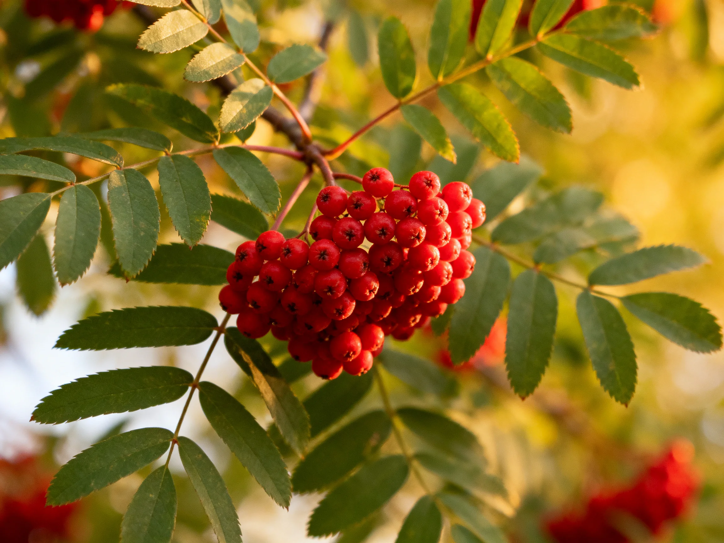 Cluster of bright red berries amid glossy green leaves under golden light