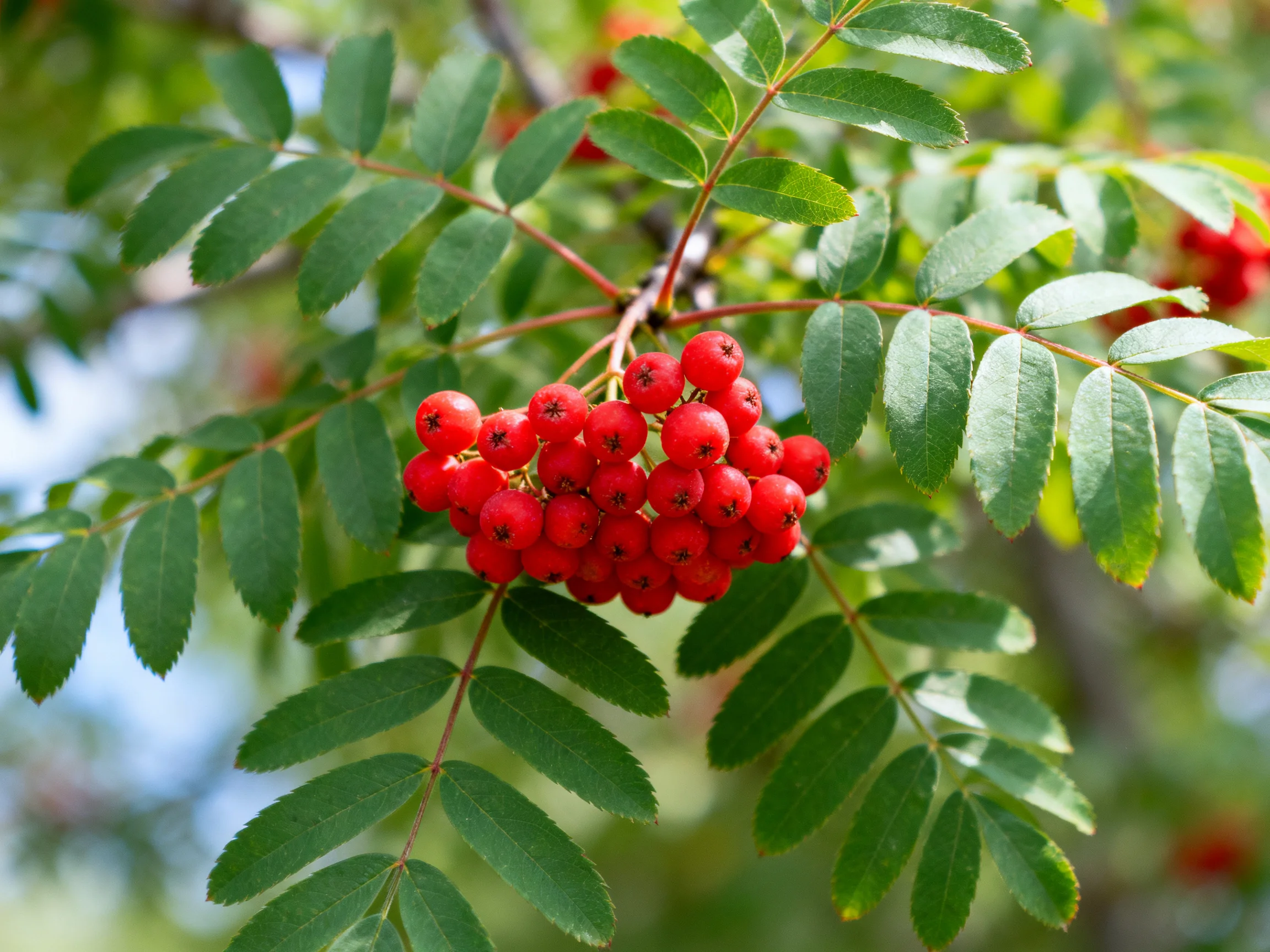 Cluster of bright red berries amid lush green foliage