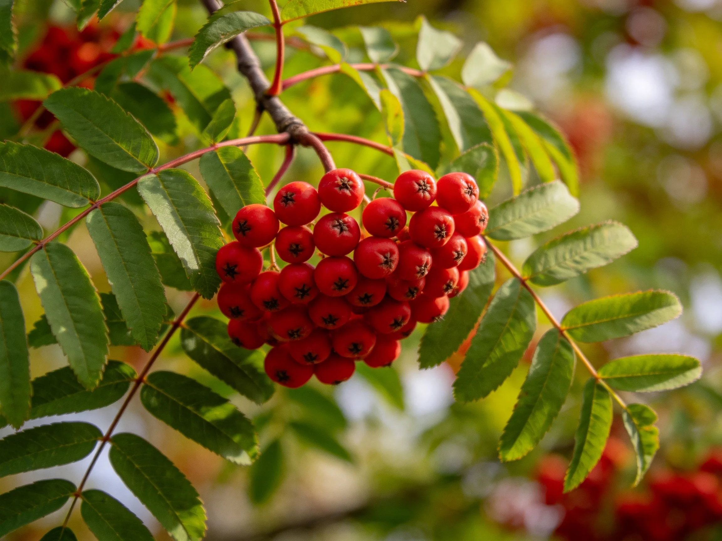 Cluster of bright red berries amid lush green leaves