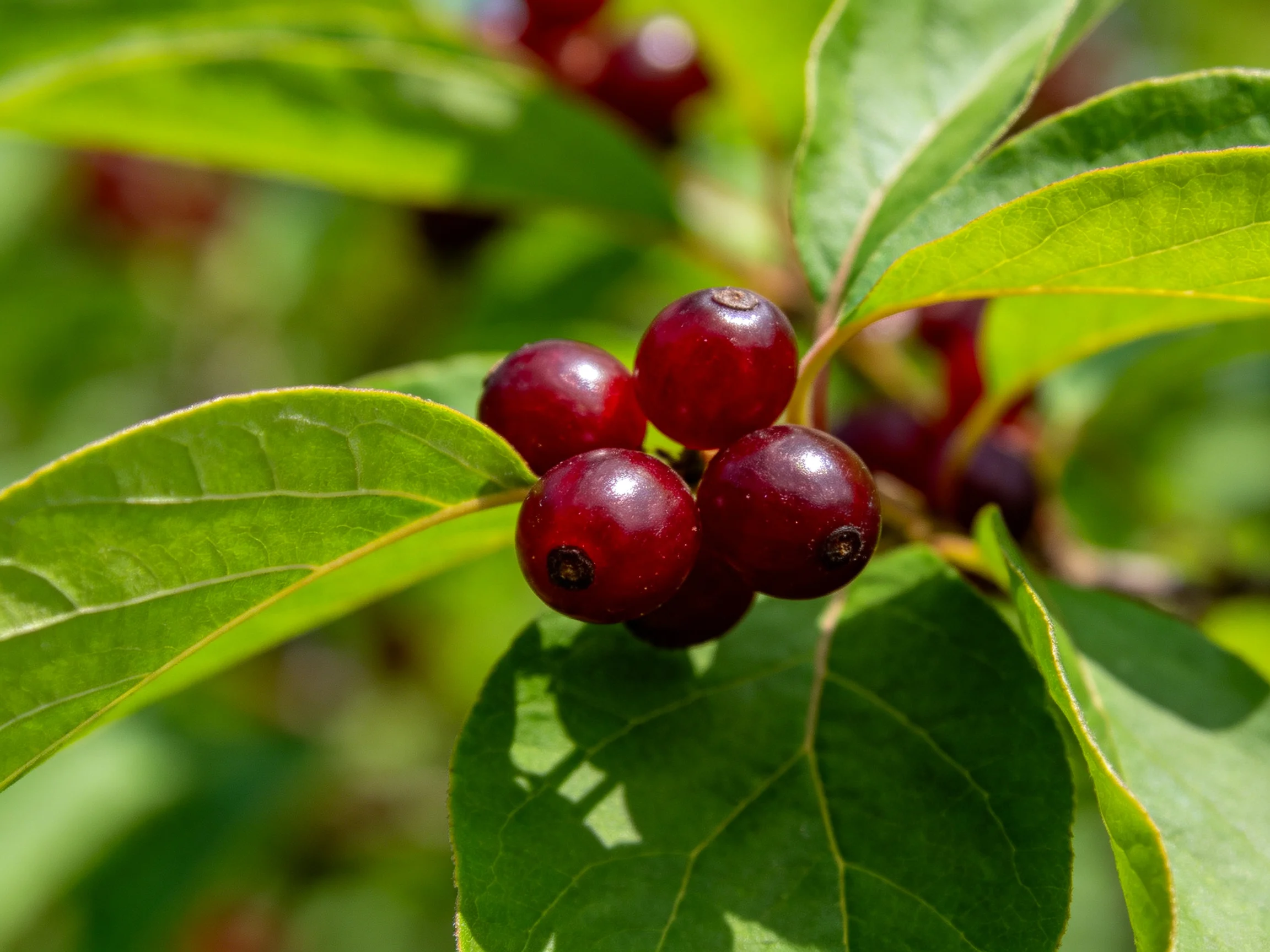 Cluster of deep red berries amid vibrant green foliage