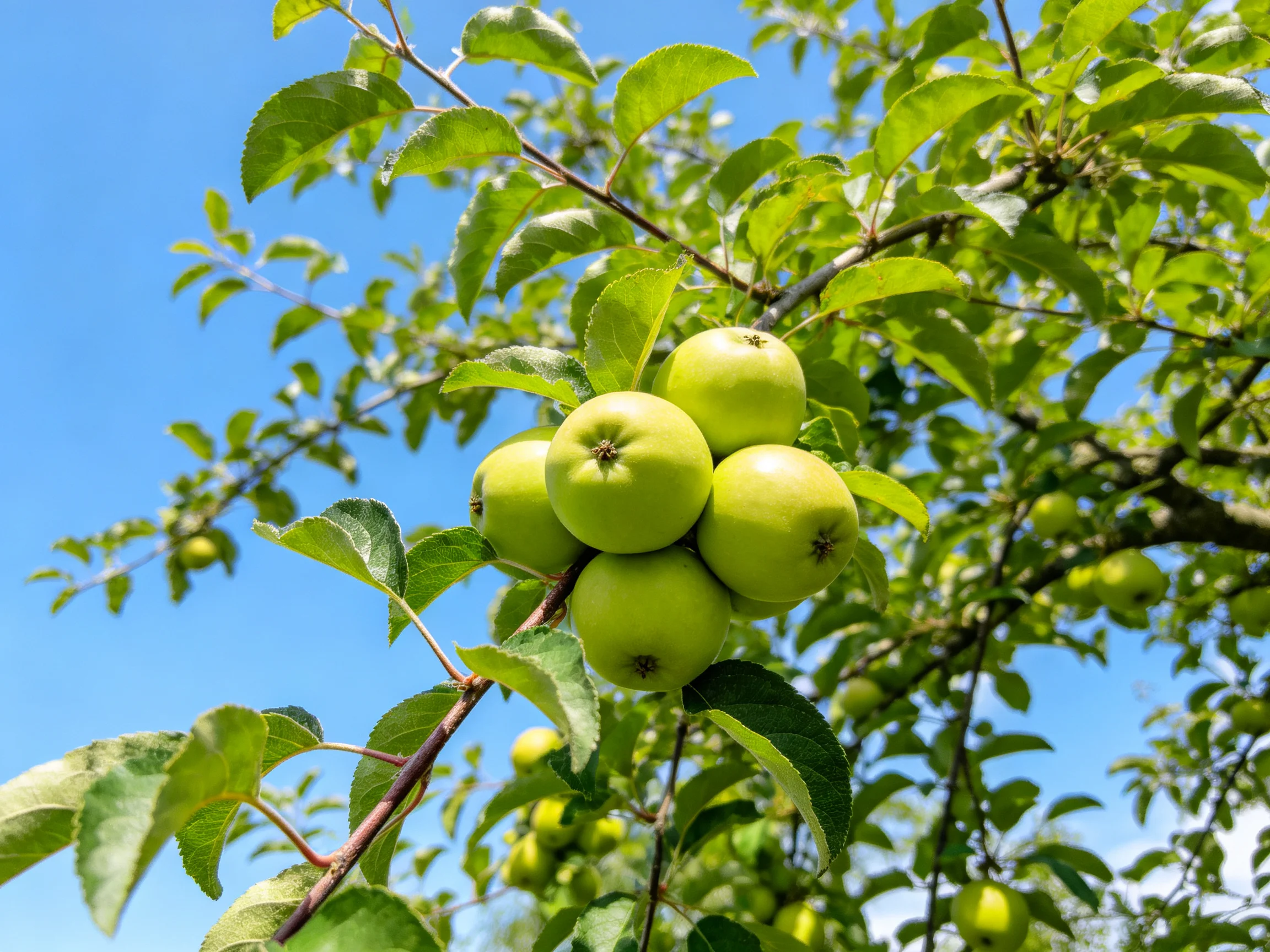 Cluster of five bright green apples on a leafy apple tree under clear blue sky
