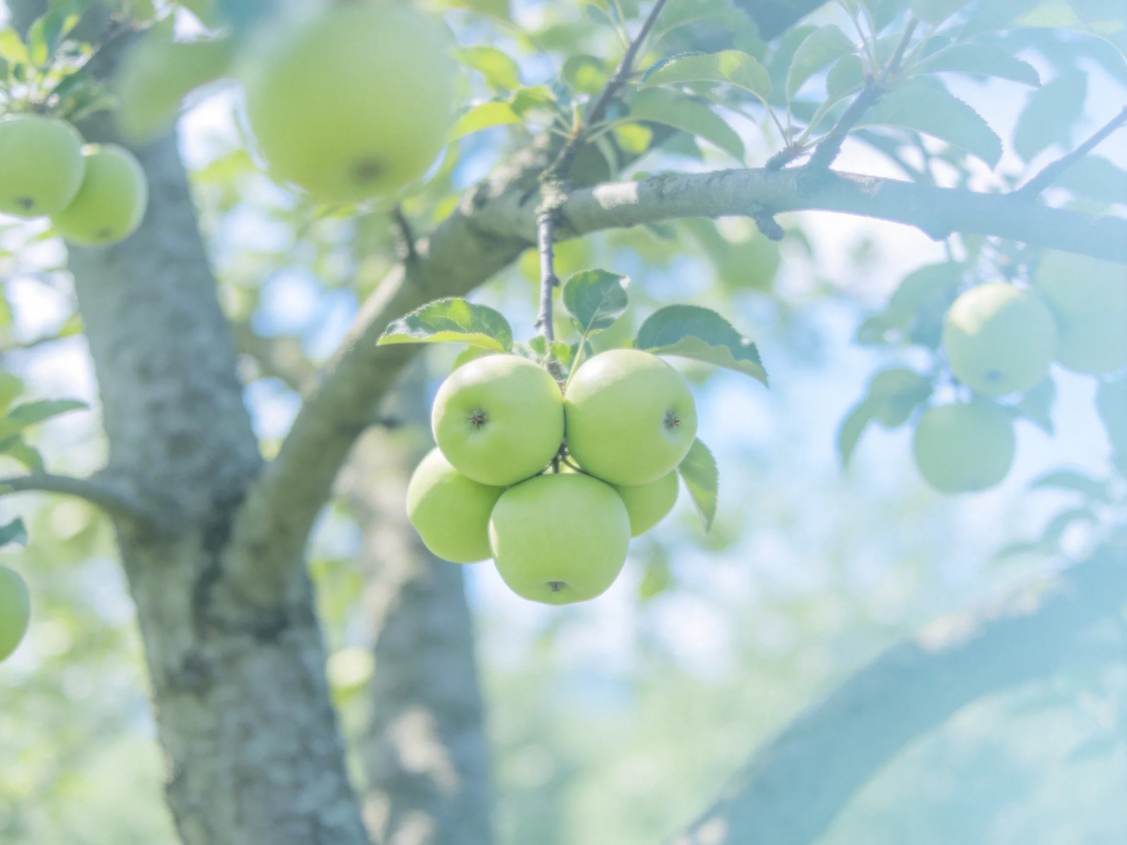 Cluster of fresh green apples on a sunlit apple tree