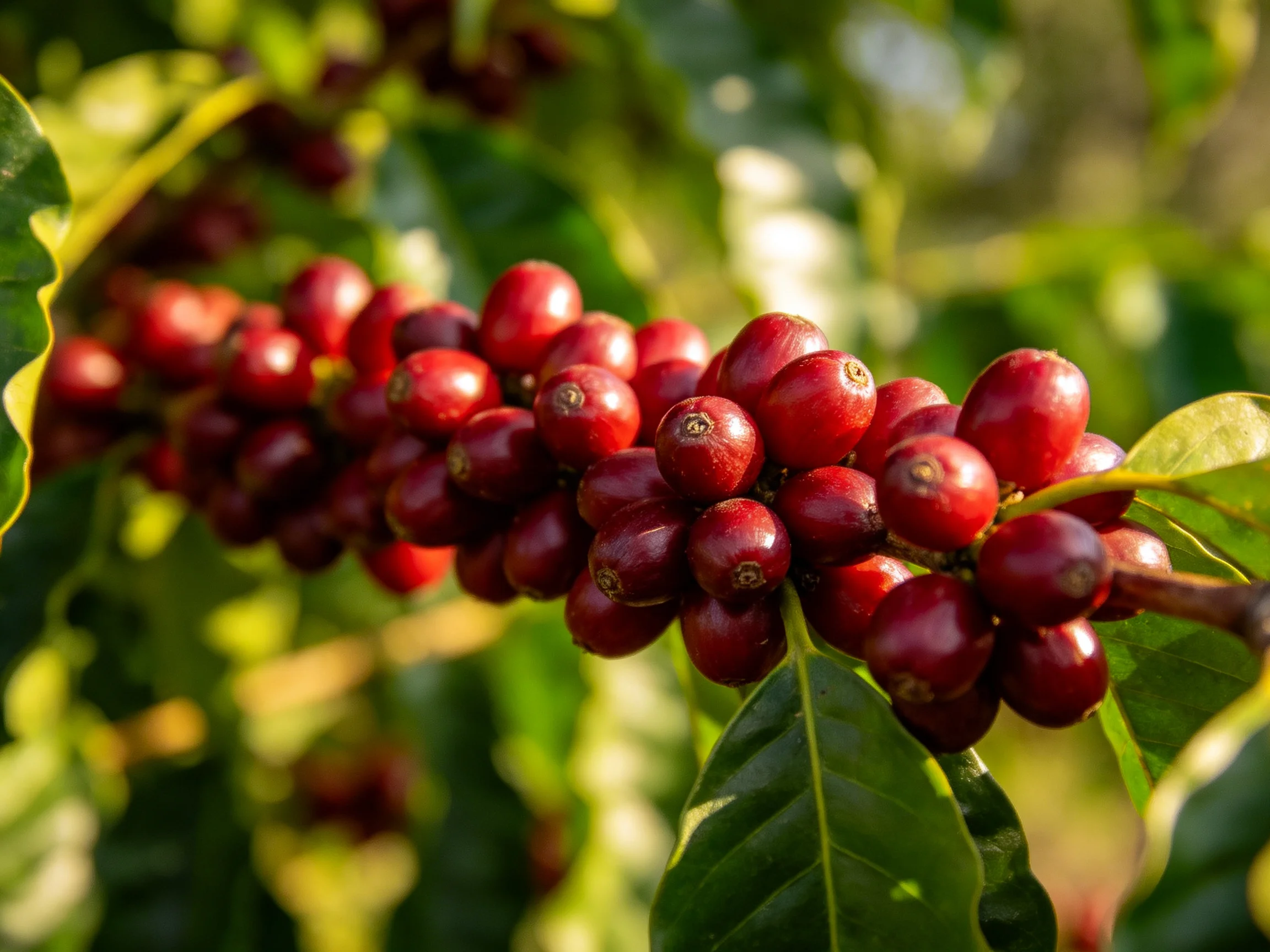 Cluster of glossy red coffee cherries on a leafy branch