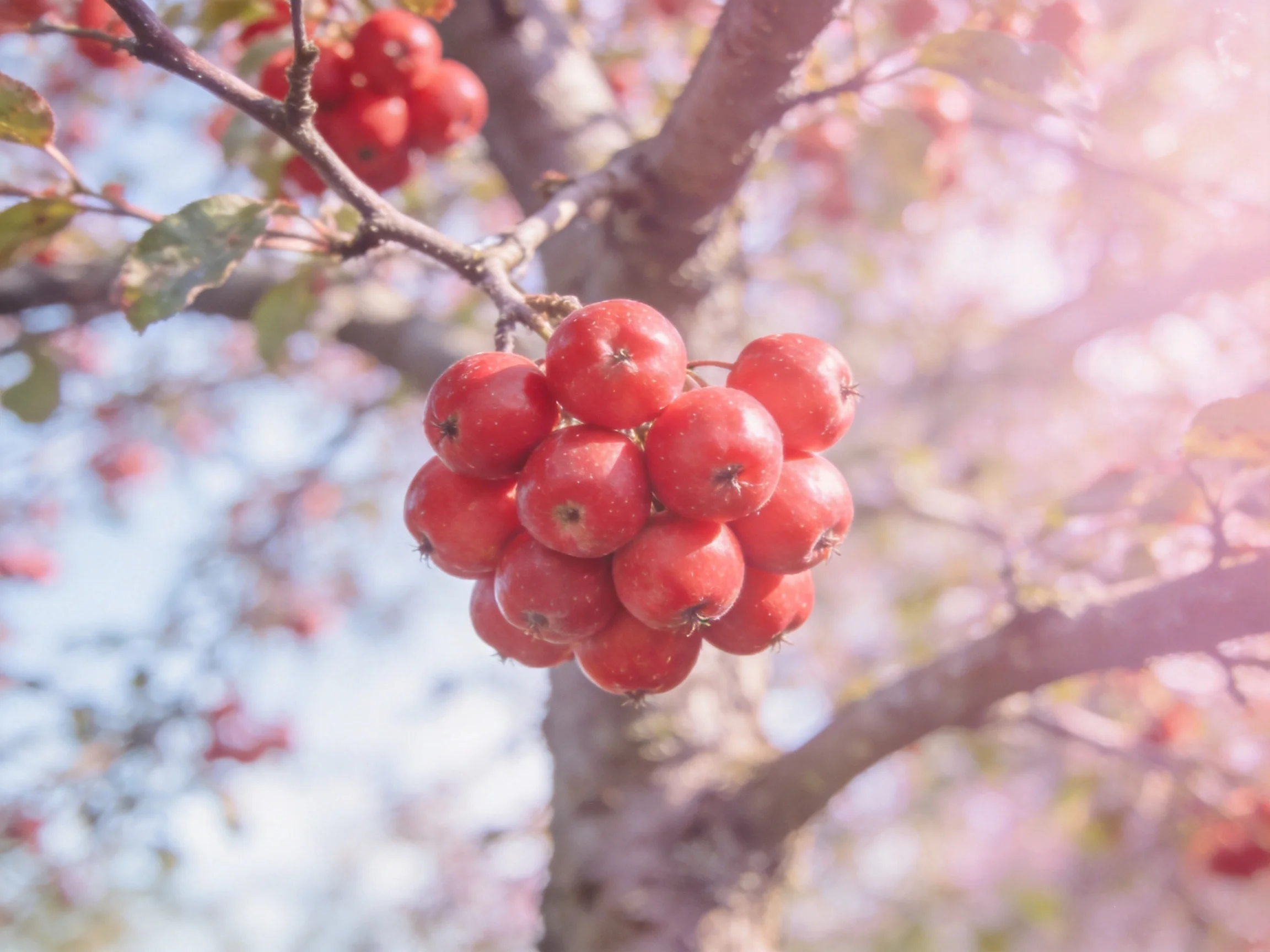 Cluster of vibrant red fruits on a tree branch