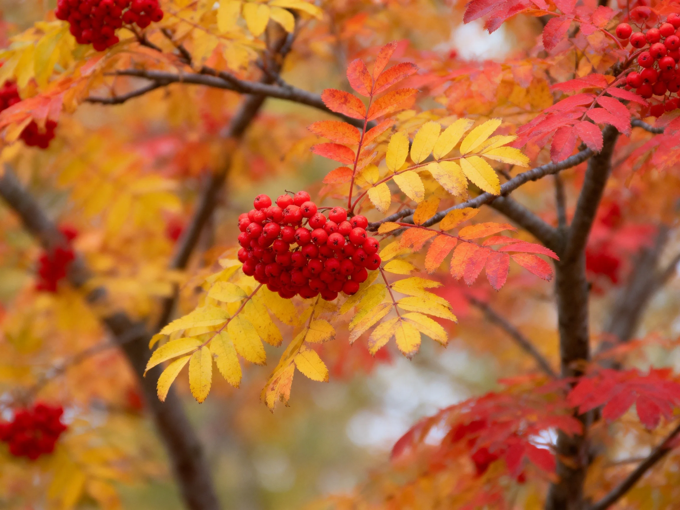 Clusters of bright red berries amid multicolored autumn leaves