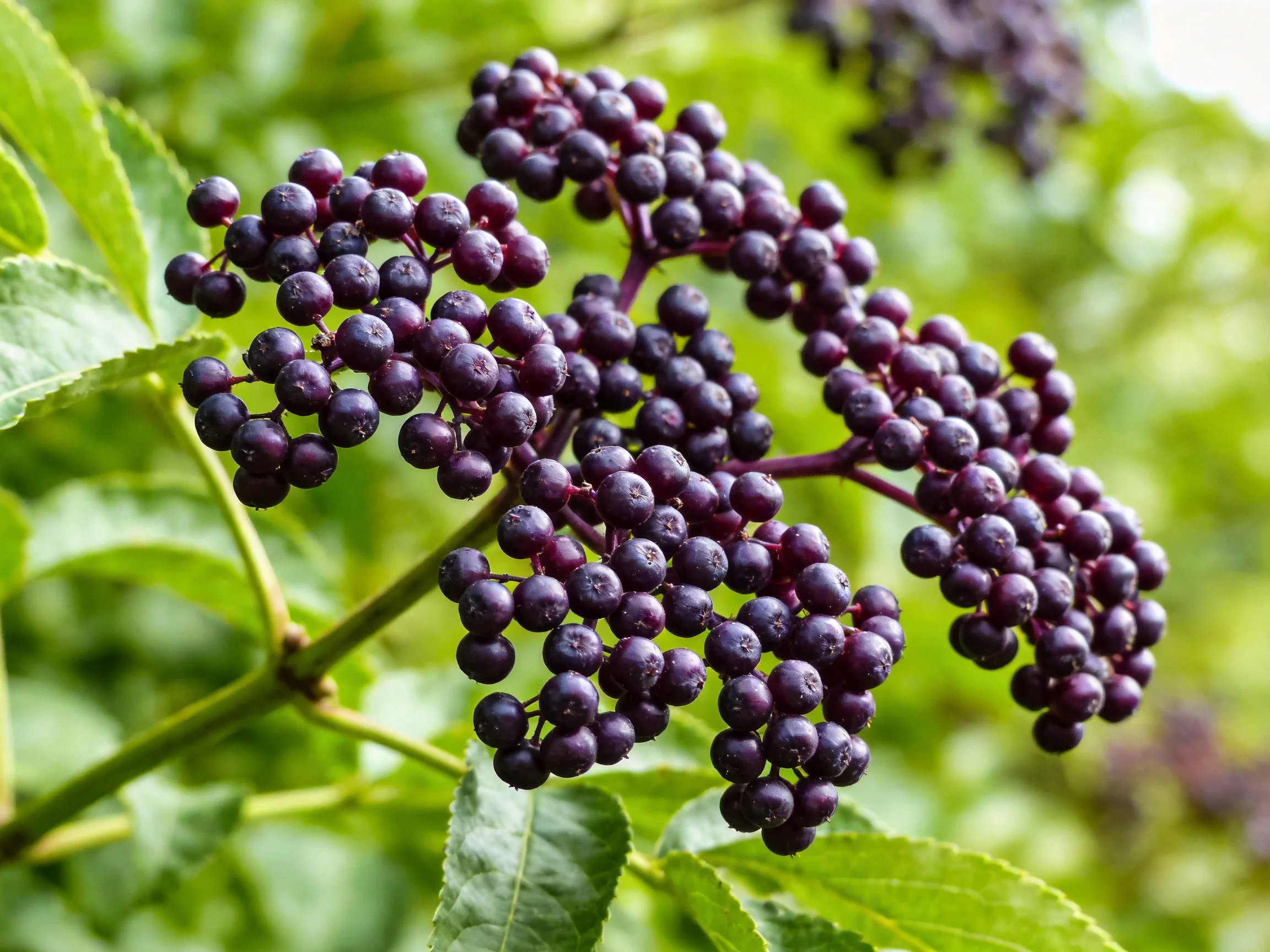 Clusters of deep purple elderberries hang among vibrant green foliage