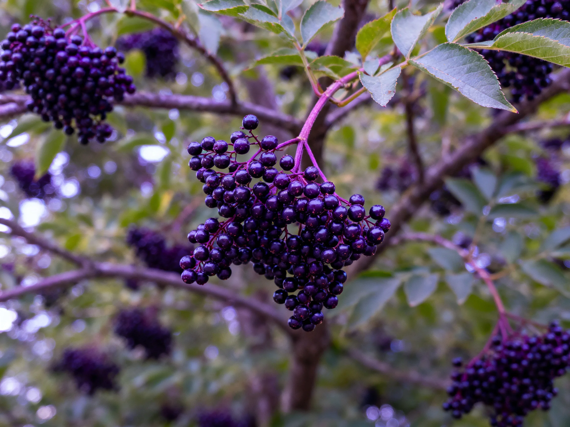 Dark purple berry clusters hang from lush green tree branches