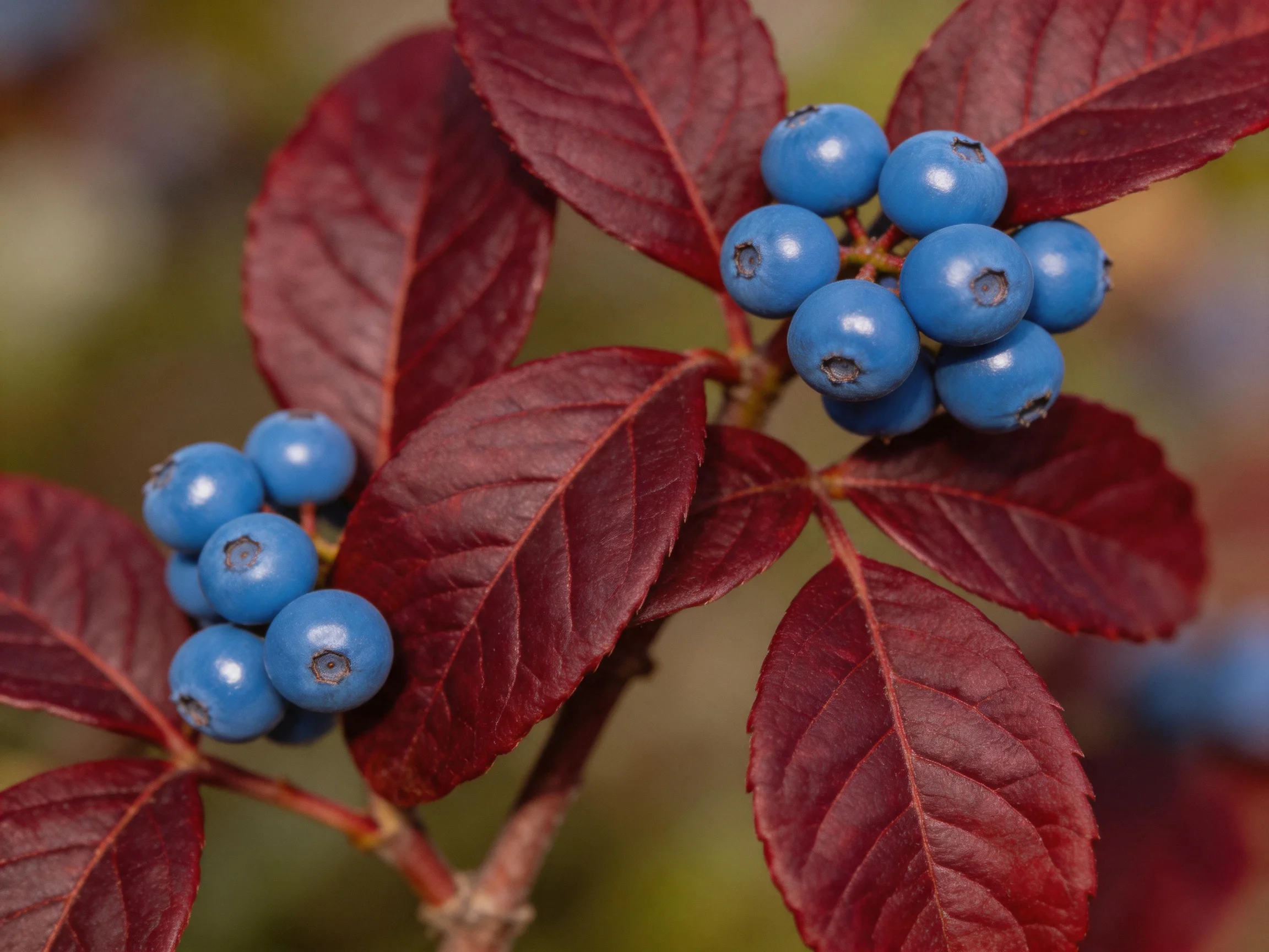 Deep red leaves frame clusters of bright blue berries