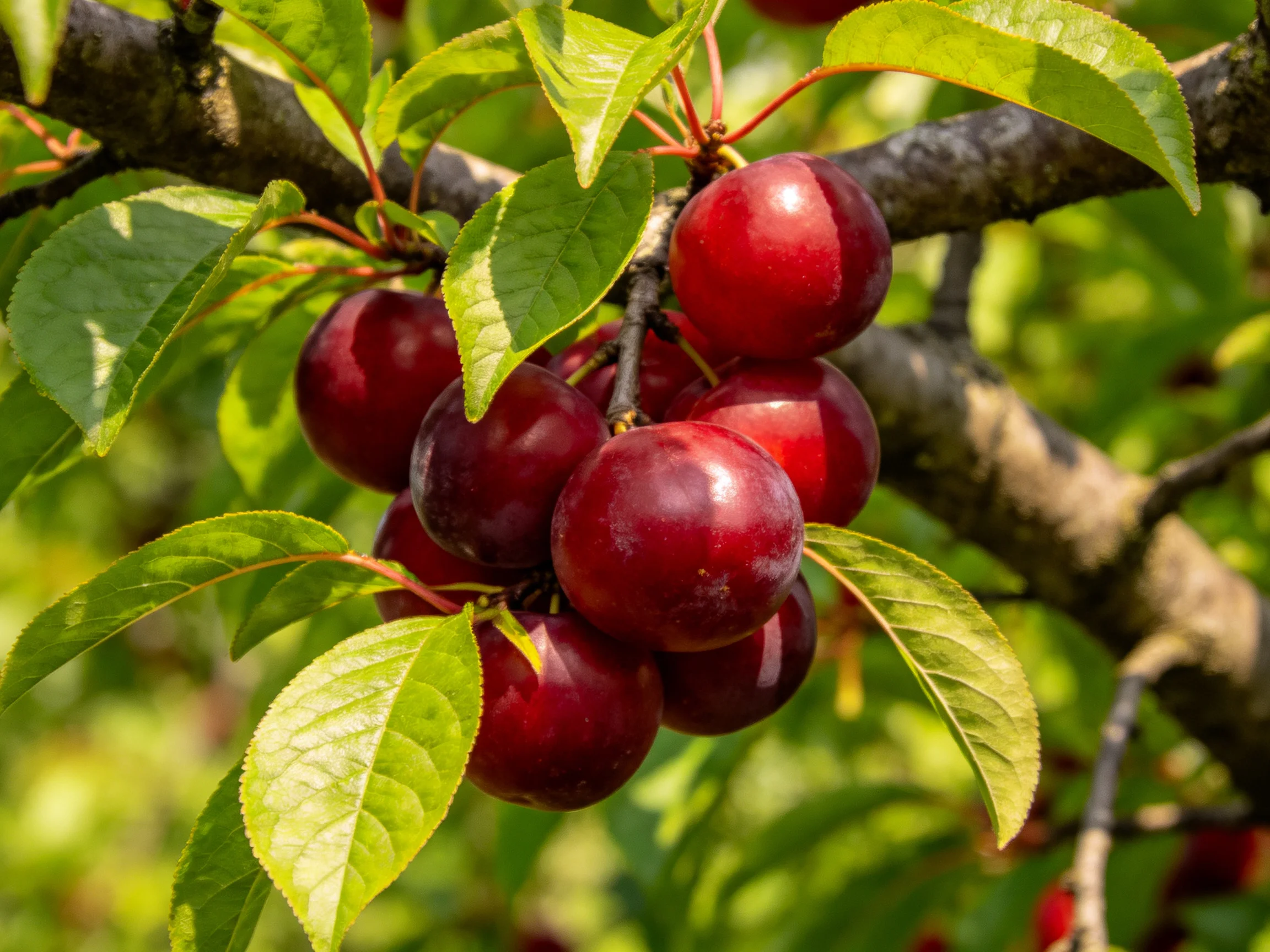 Deep red plums cluster on a tree branch among lush green leaves
