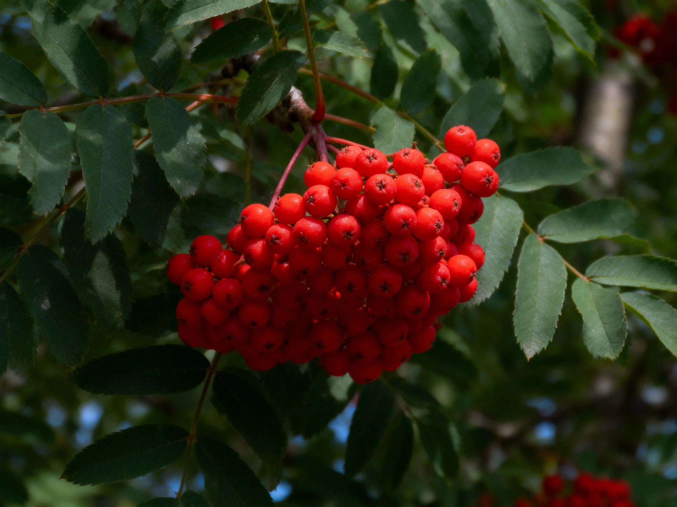 Dense cluster of bright red berries amid green foliage