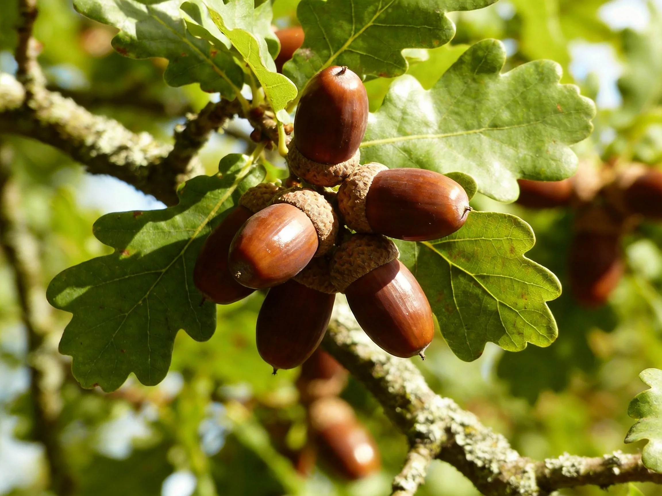 Dense cluster of brown acorns on a green oak branch