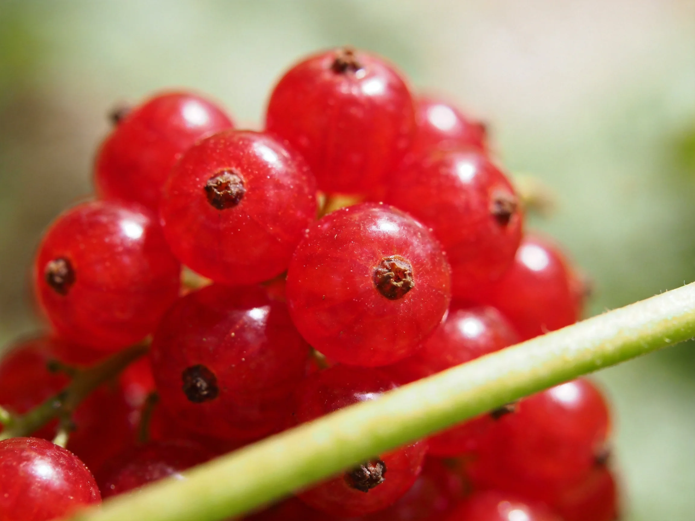 Dense cluster of glossy red currant berries in close - up