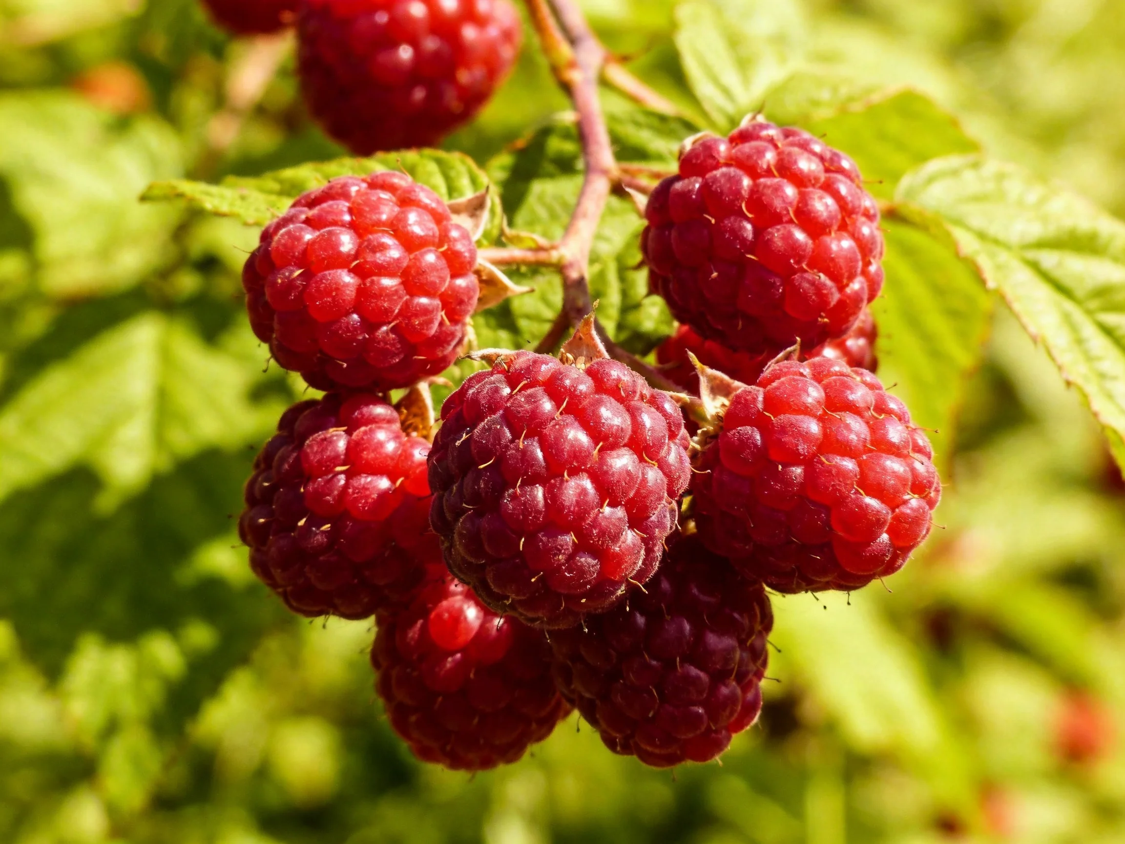 Dense cluster of ripe red raspberries on leafy branch