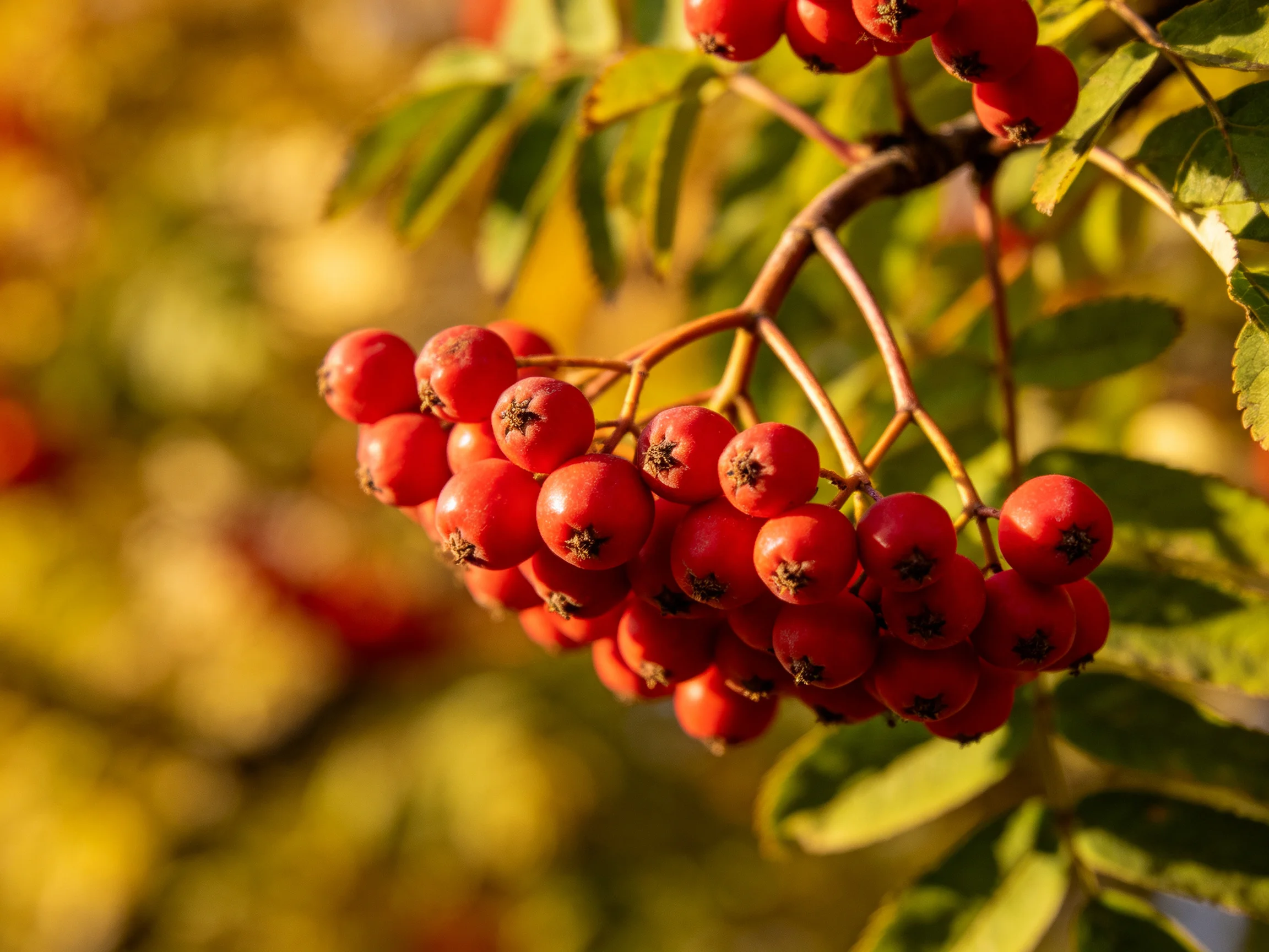 Dense clusters of bright red berries adorn branches with green foliage.