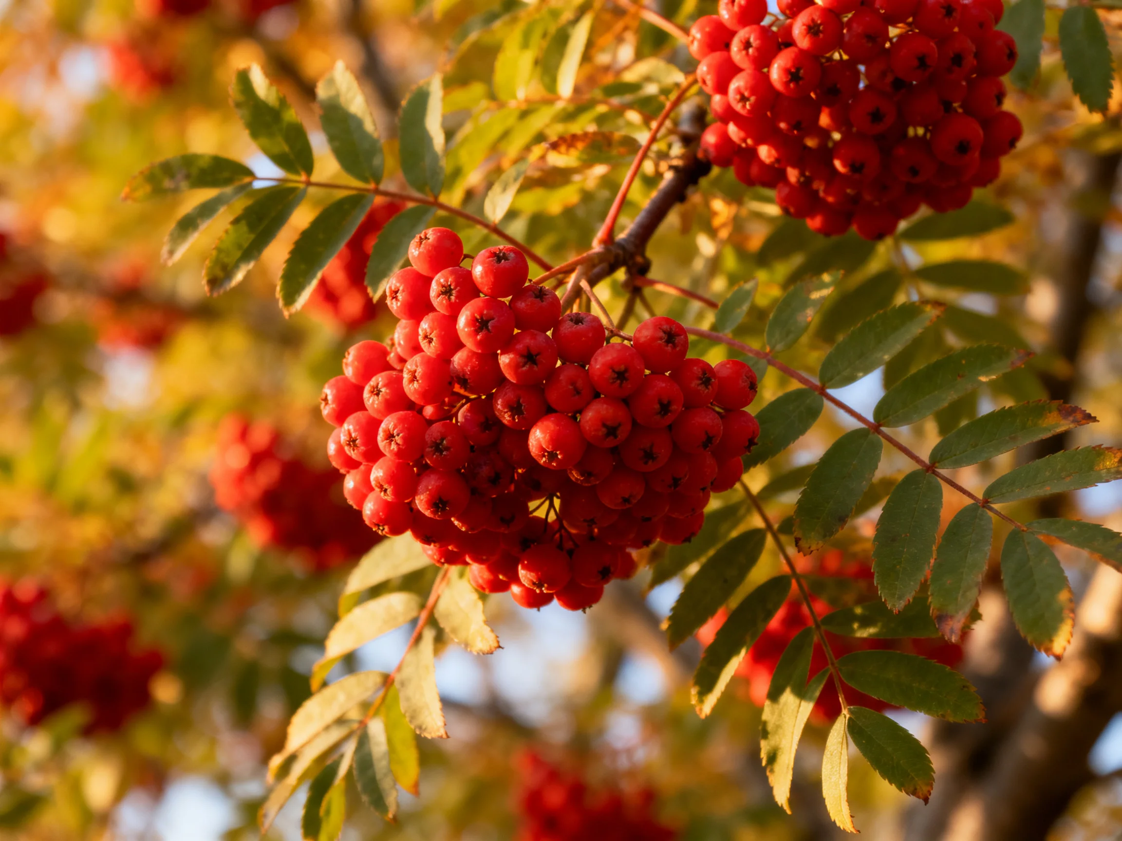 Dense red berry clusters adorn branches with green-yellow leaves