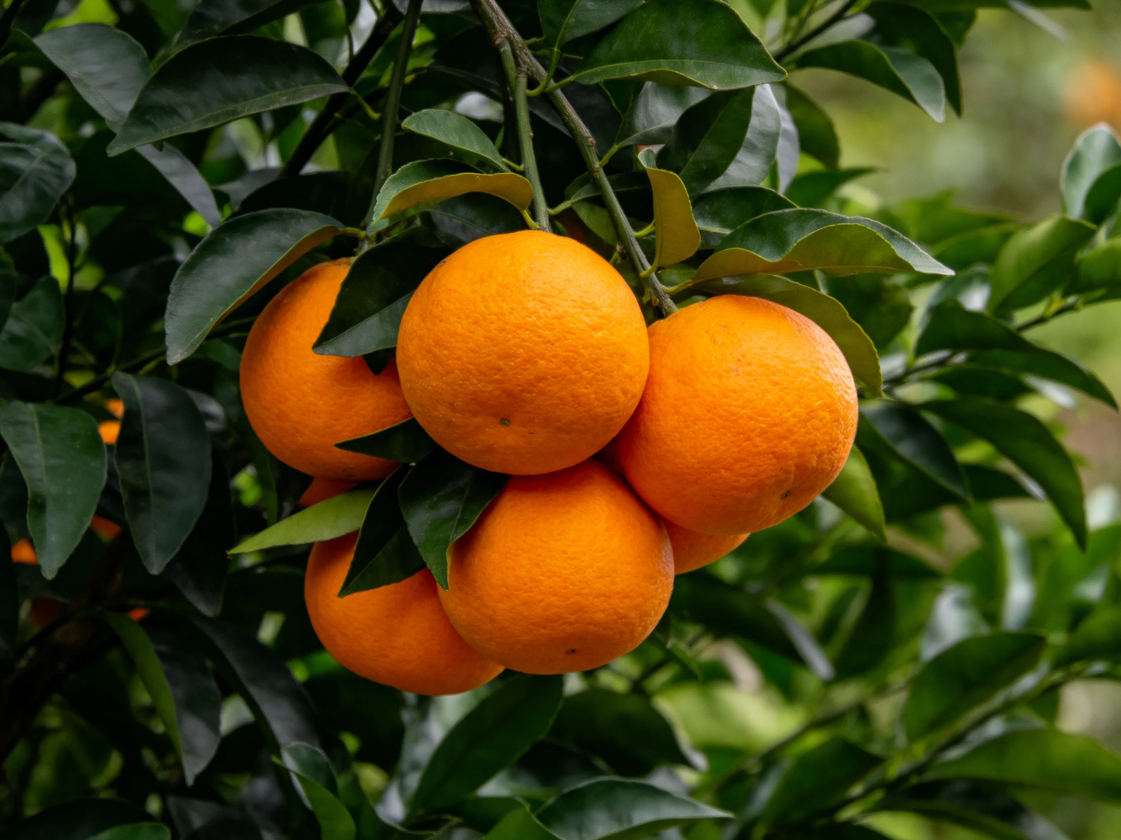 Five bright oranges cluster on a leafy citrus tree branch