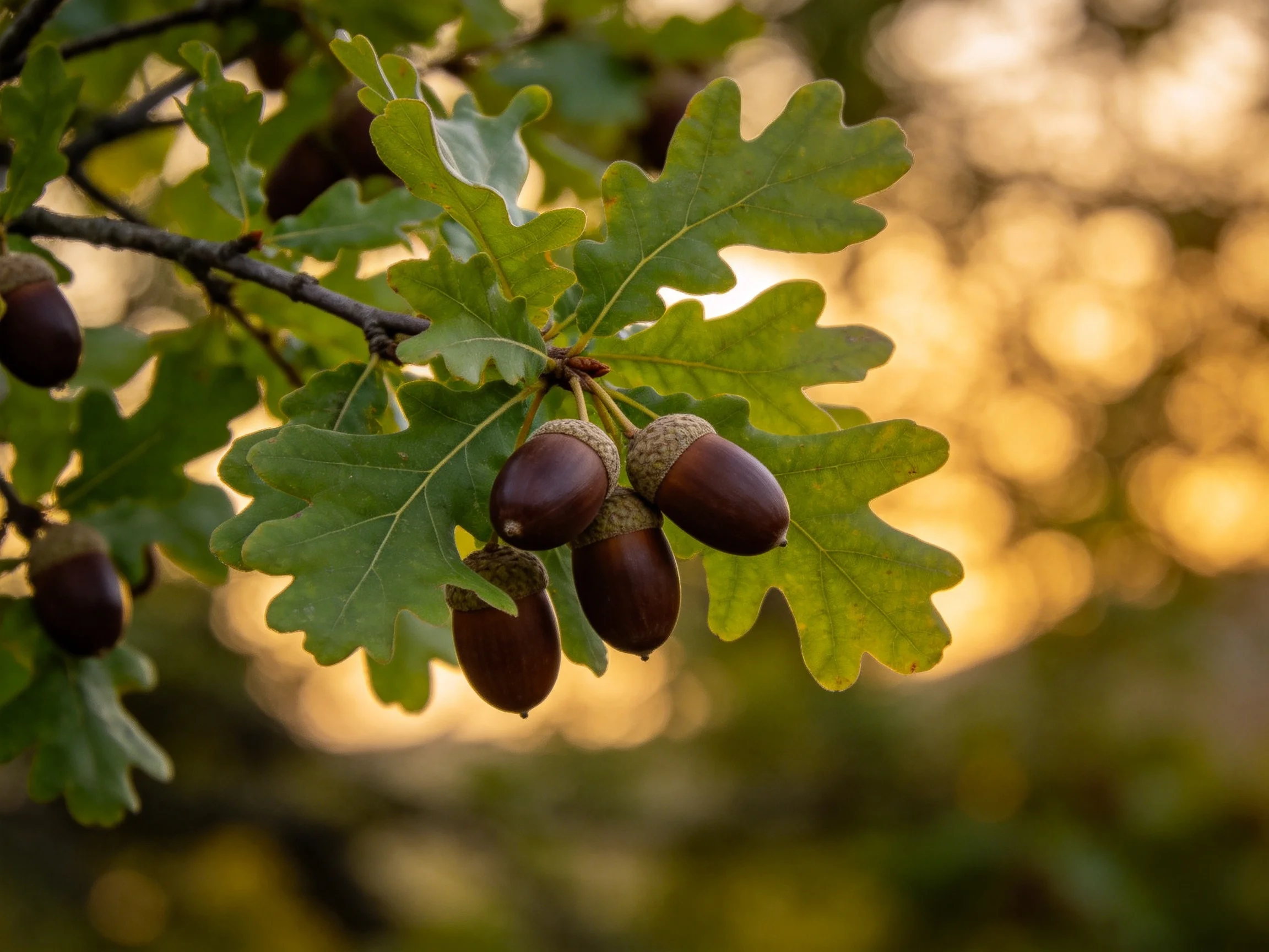Five brown acorns cluster among green oak leaves under golden sunlight