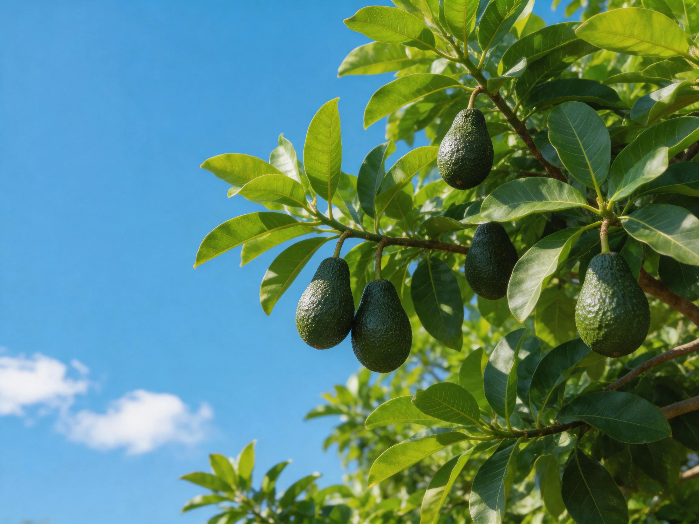 Five dark-green avocados hang from a leafy tree against a bright blue sky