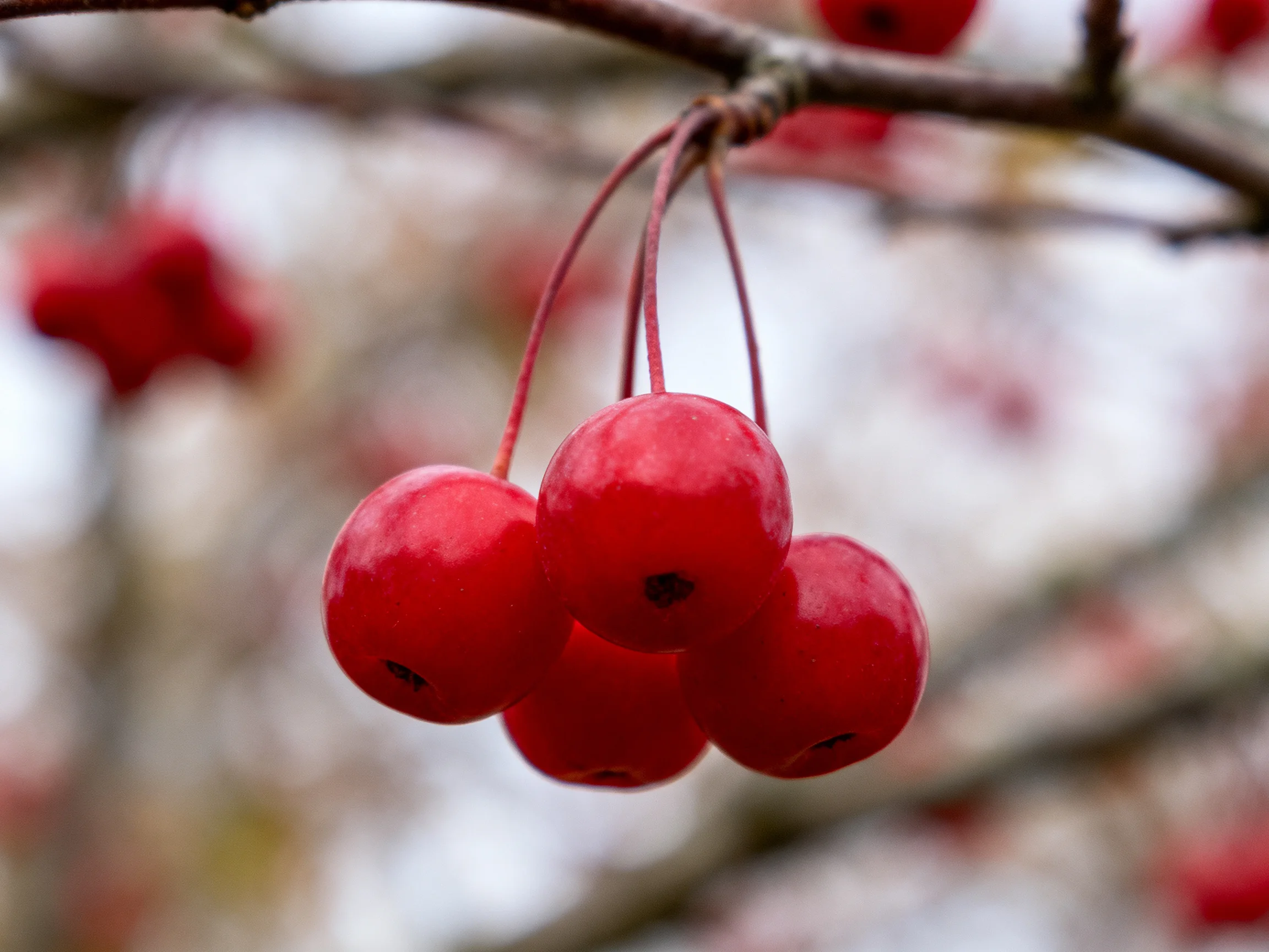 Five glossy red berries cluster on a slender tree branch