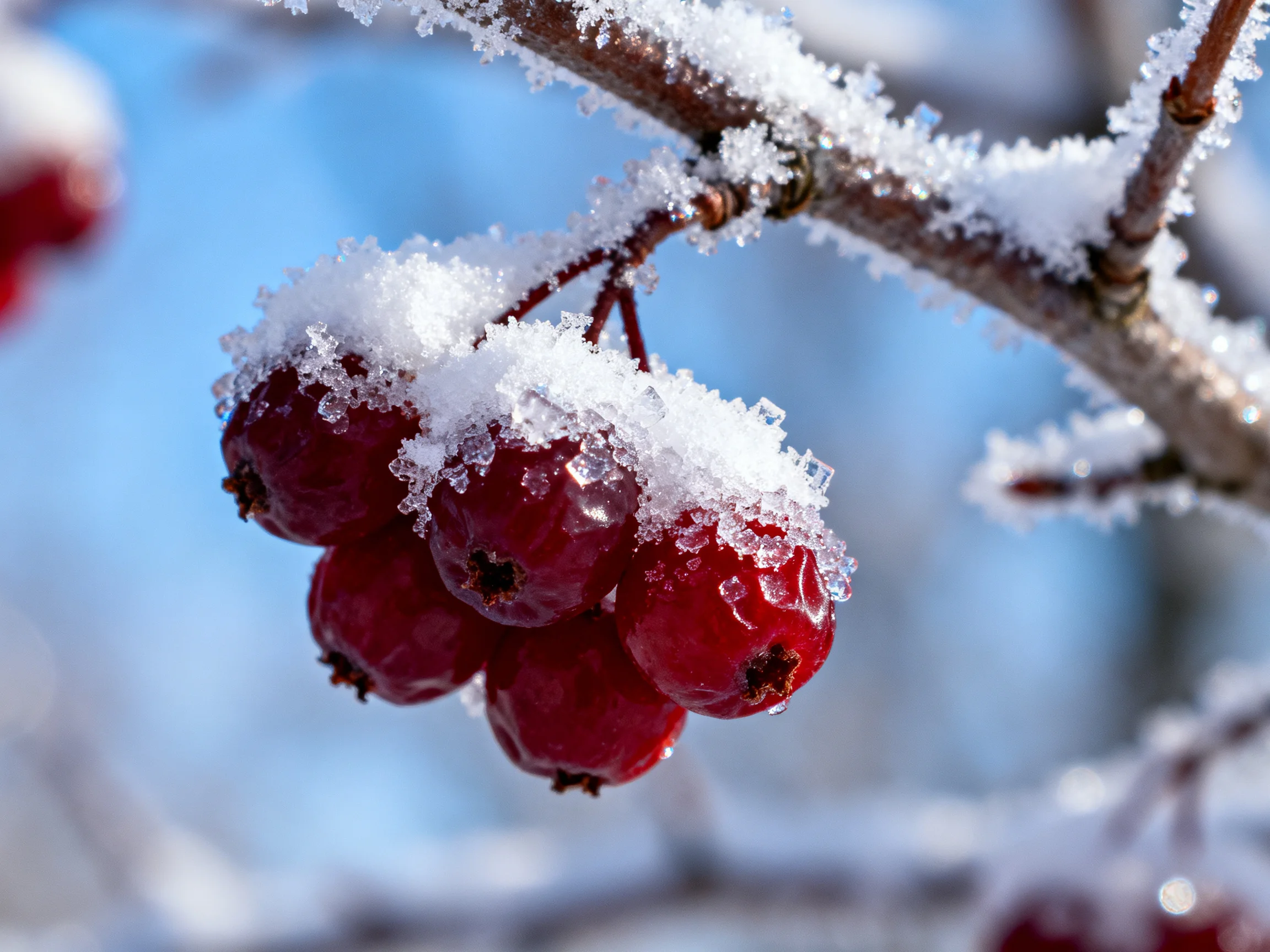 Frosted red berries cluster on a branch against a clear blue sky