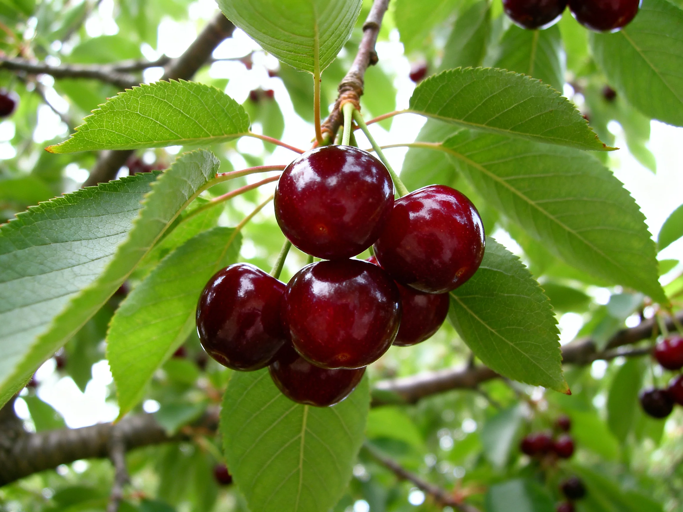 Glossy dark red cherries clustered among vibrant green leaves