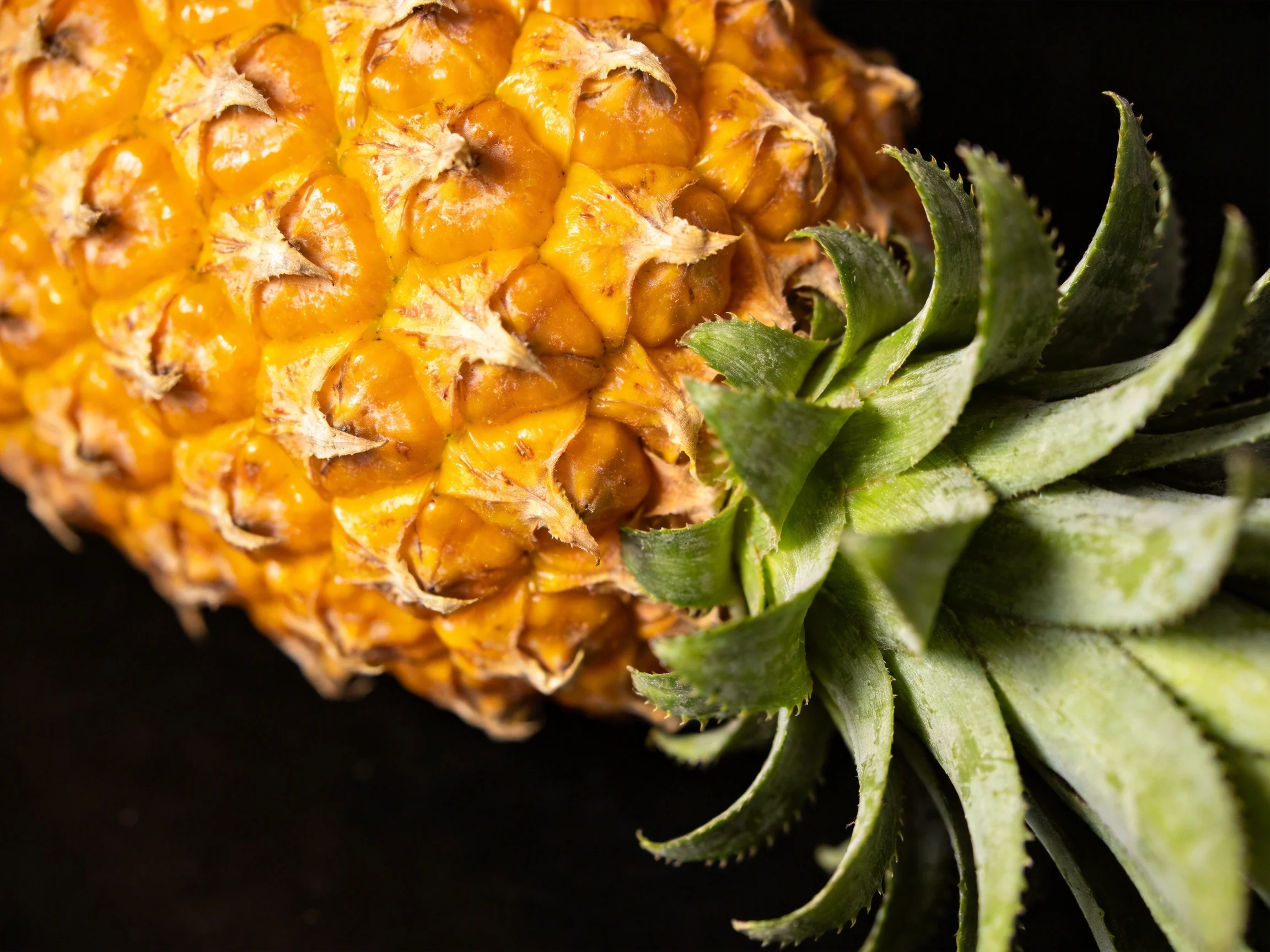 Golden pineapple with textured rind and green foliage