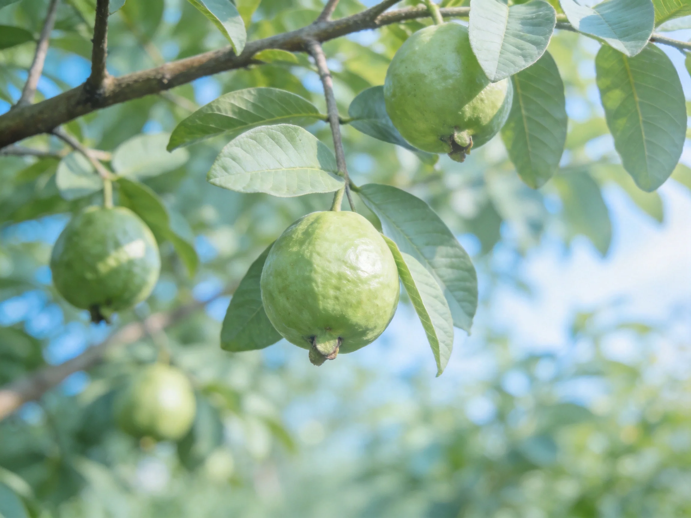 Green Guavas Hang From Tree Branches Among Lush Foliage