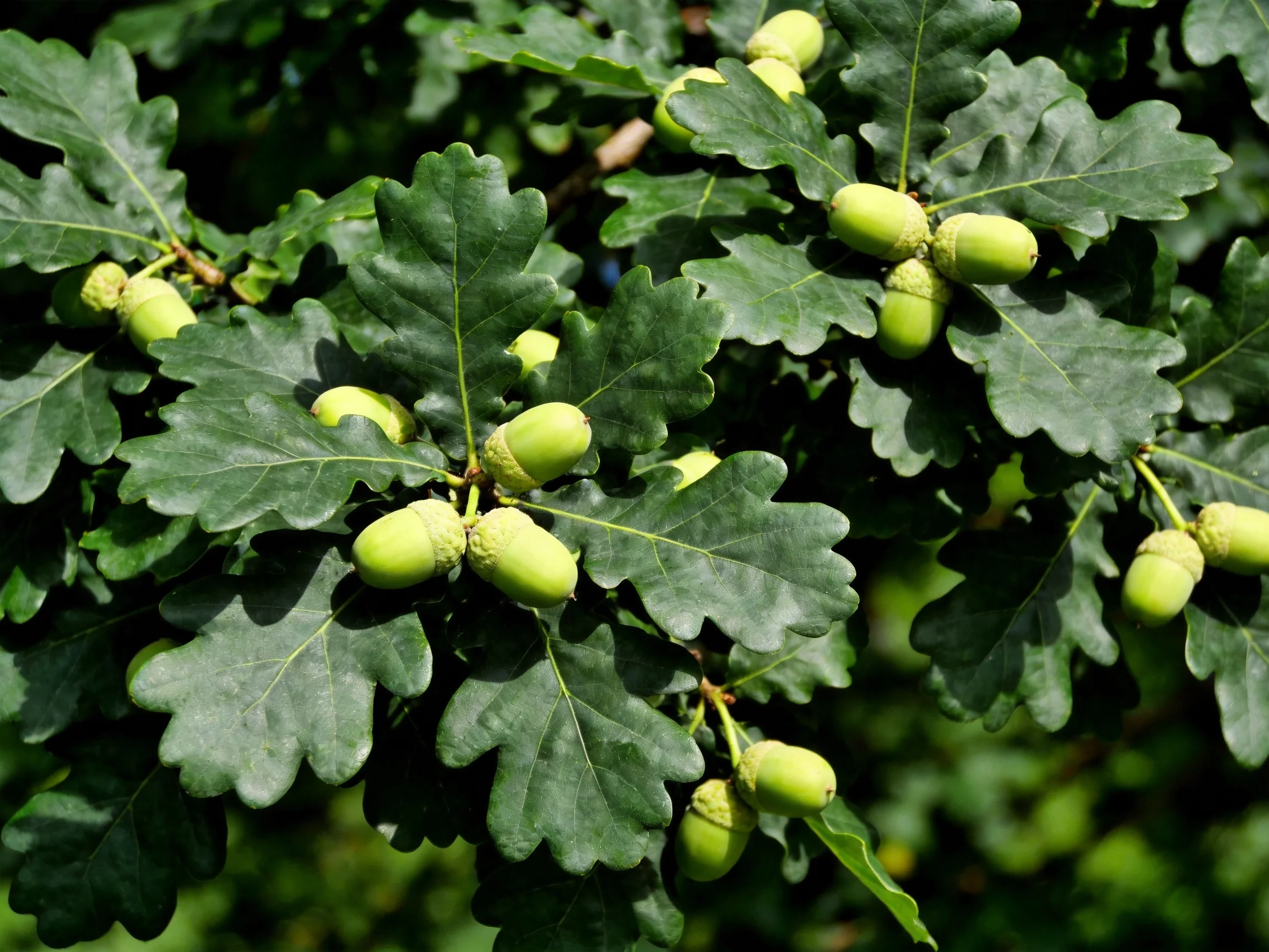 Green acorns cluster among broad, dark-green oak leaves