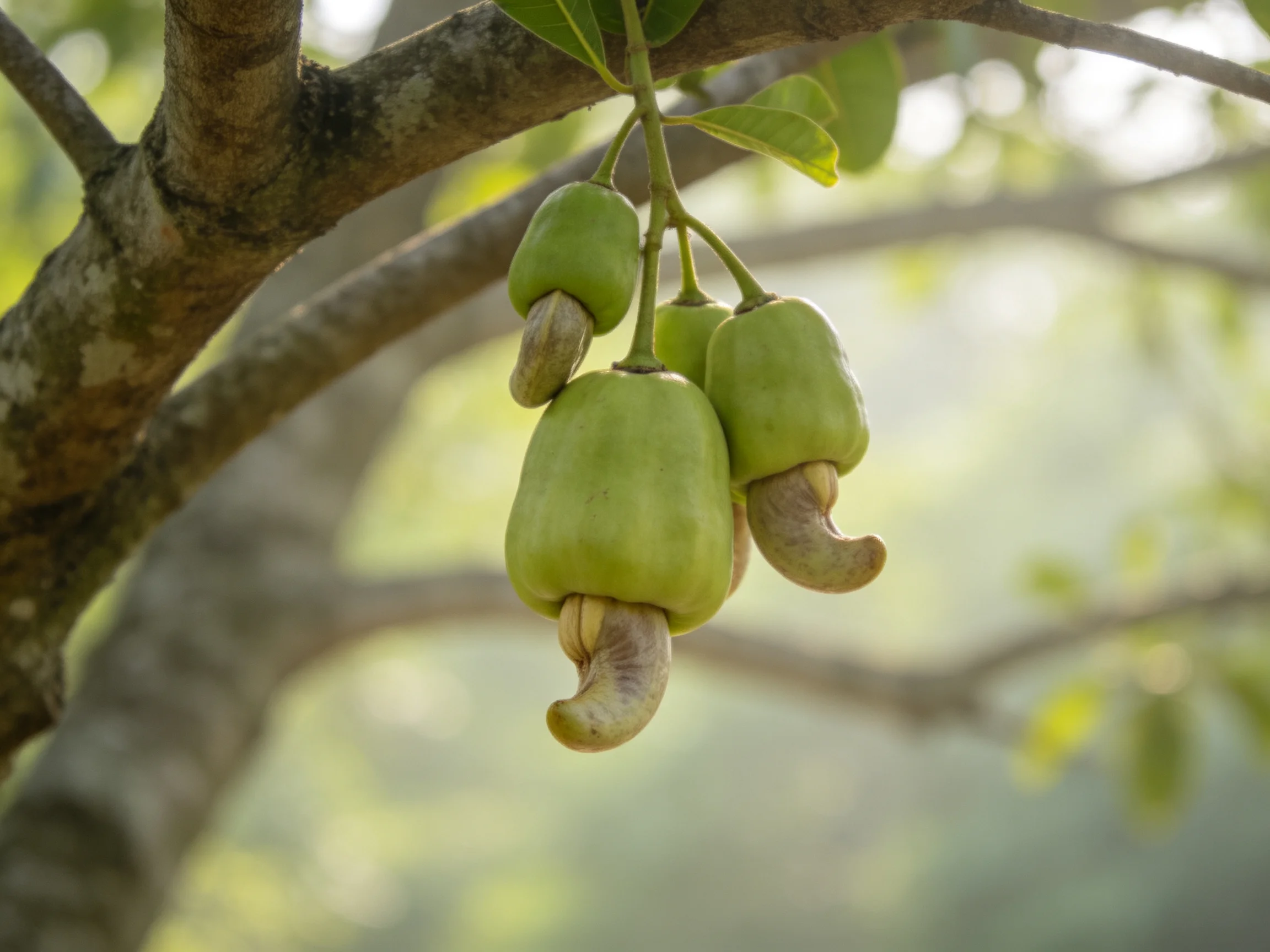 Green cashew fruits hang from a tree branch in natural light