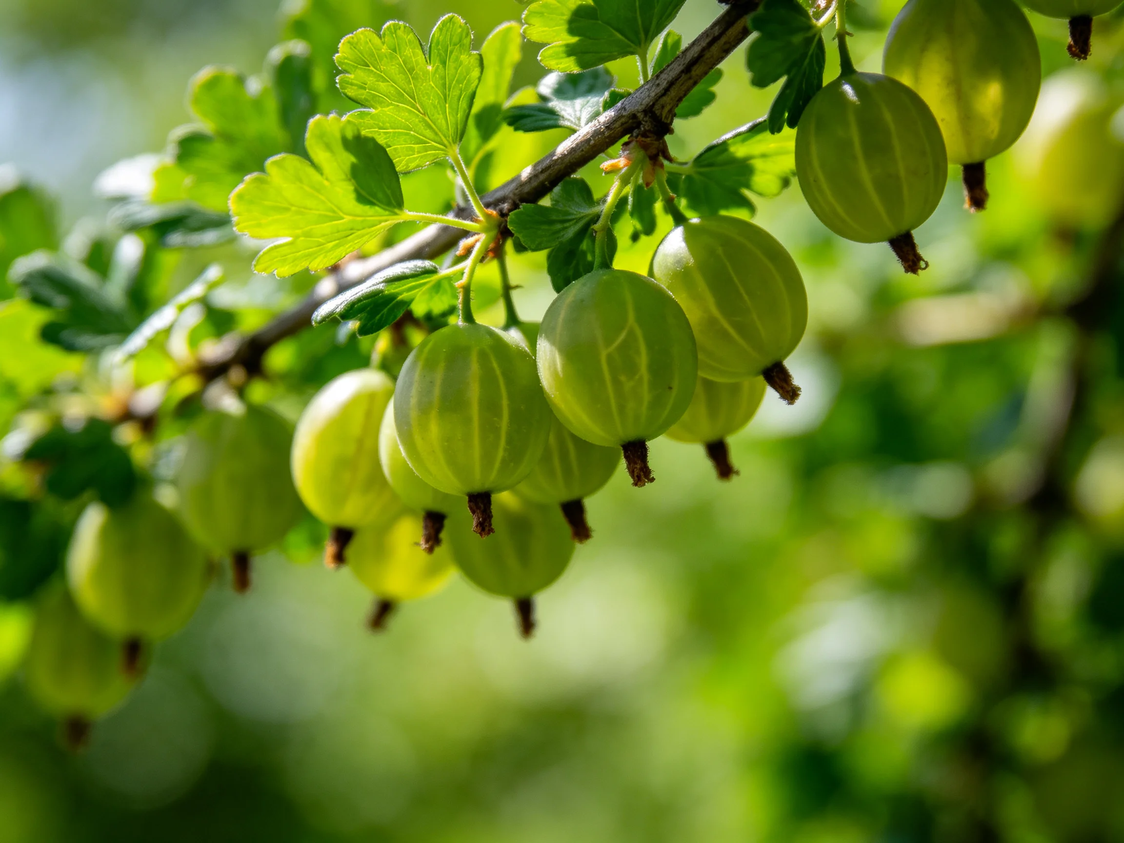 Green gooseberries cluster on a branch surrounded by lush leaves