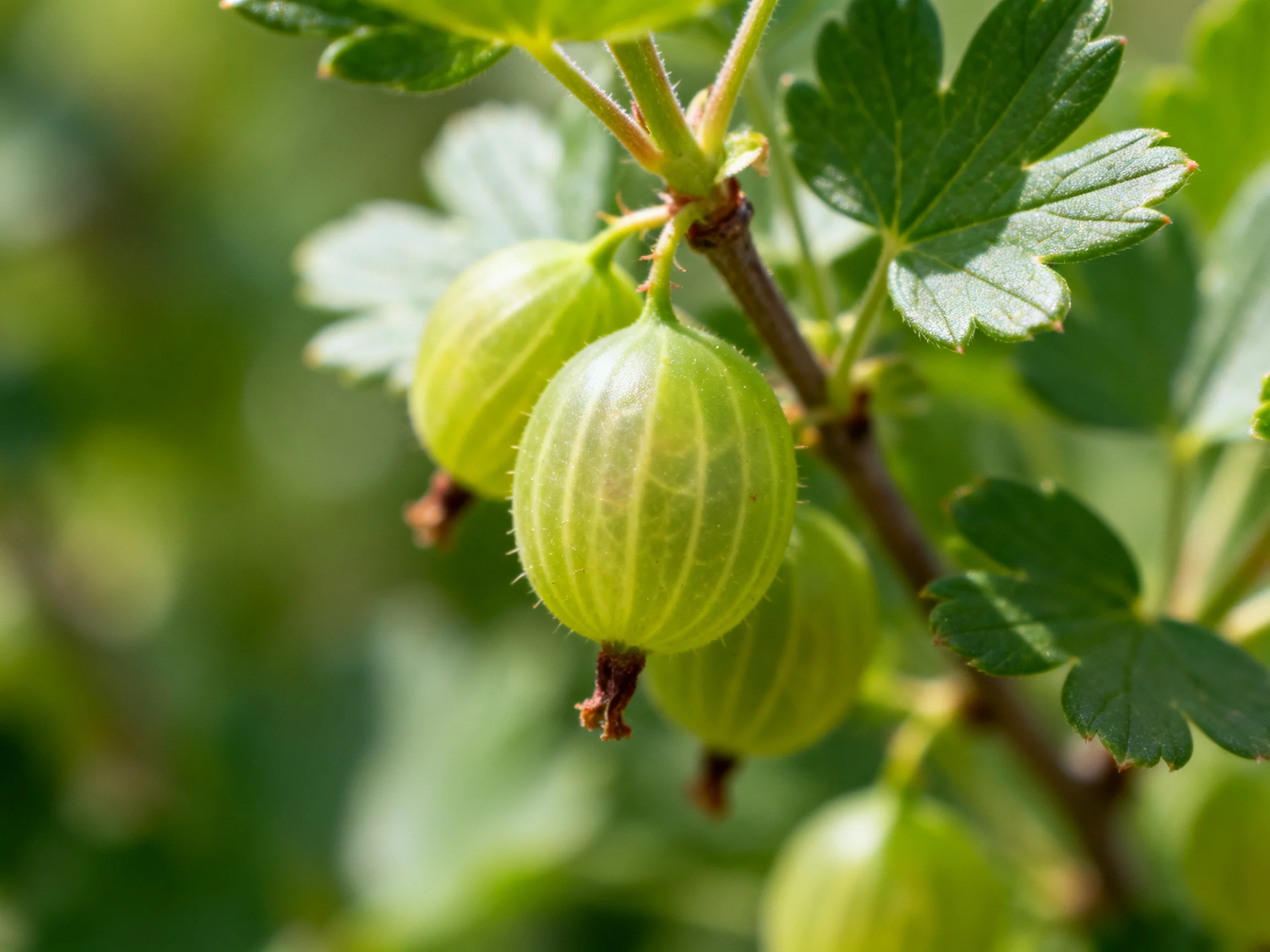 Green gooseberries cluster on a leafy shrub