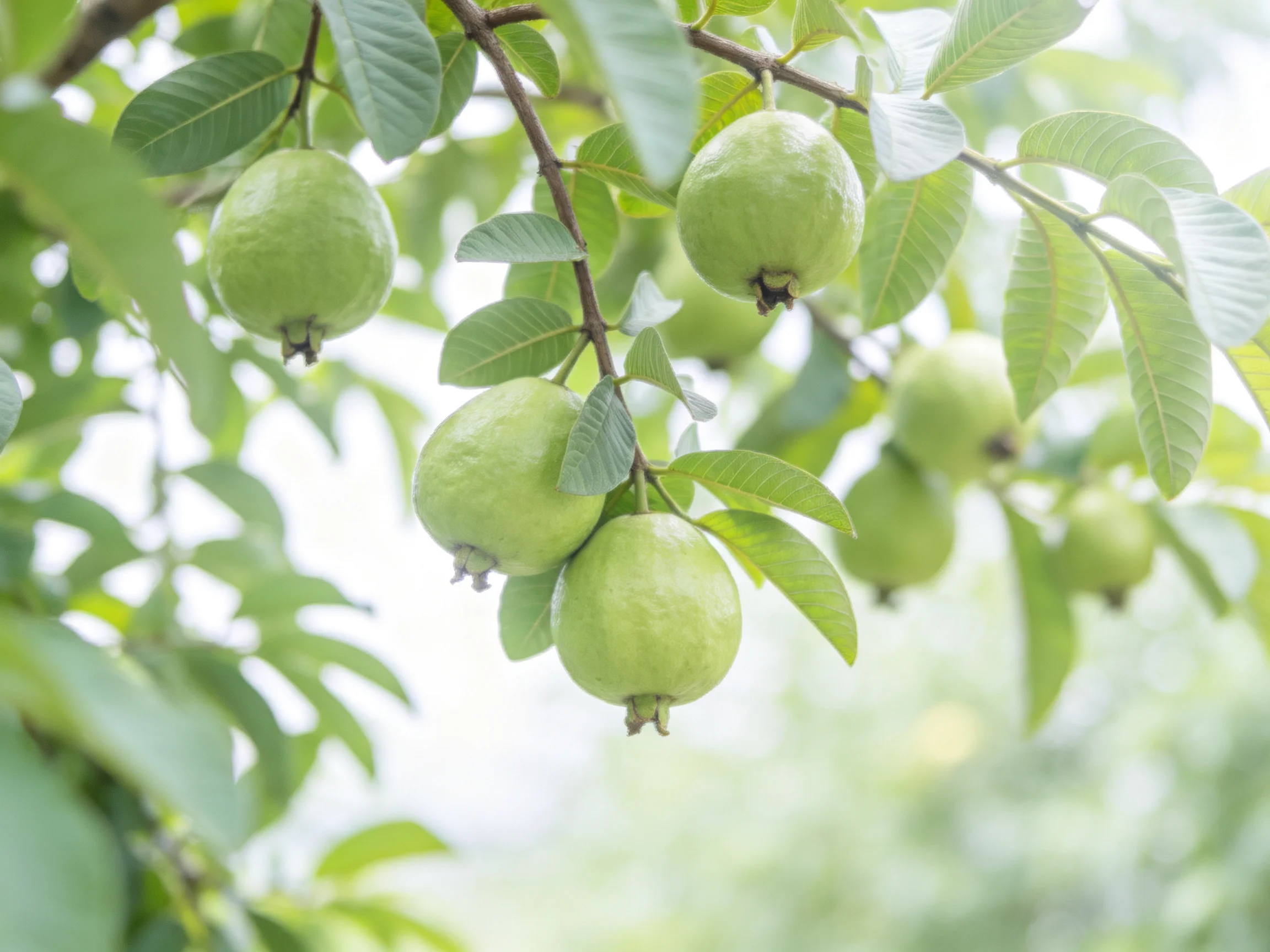 Green guavas cluster on tree branches with abundant leaves
