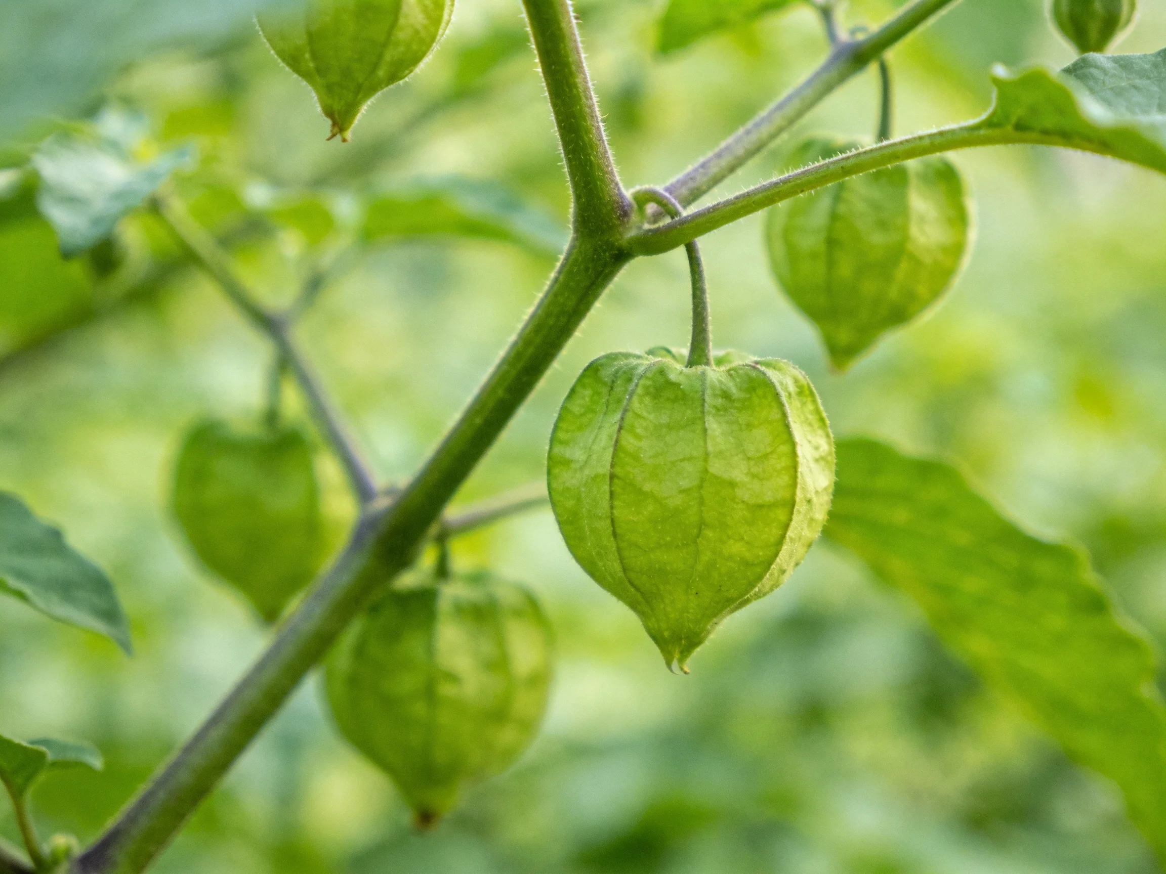 Green physalis fruits hang from slender stems amid lush greenery.
