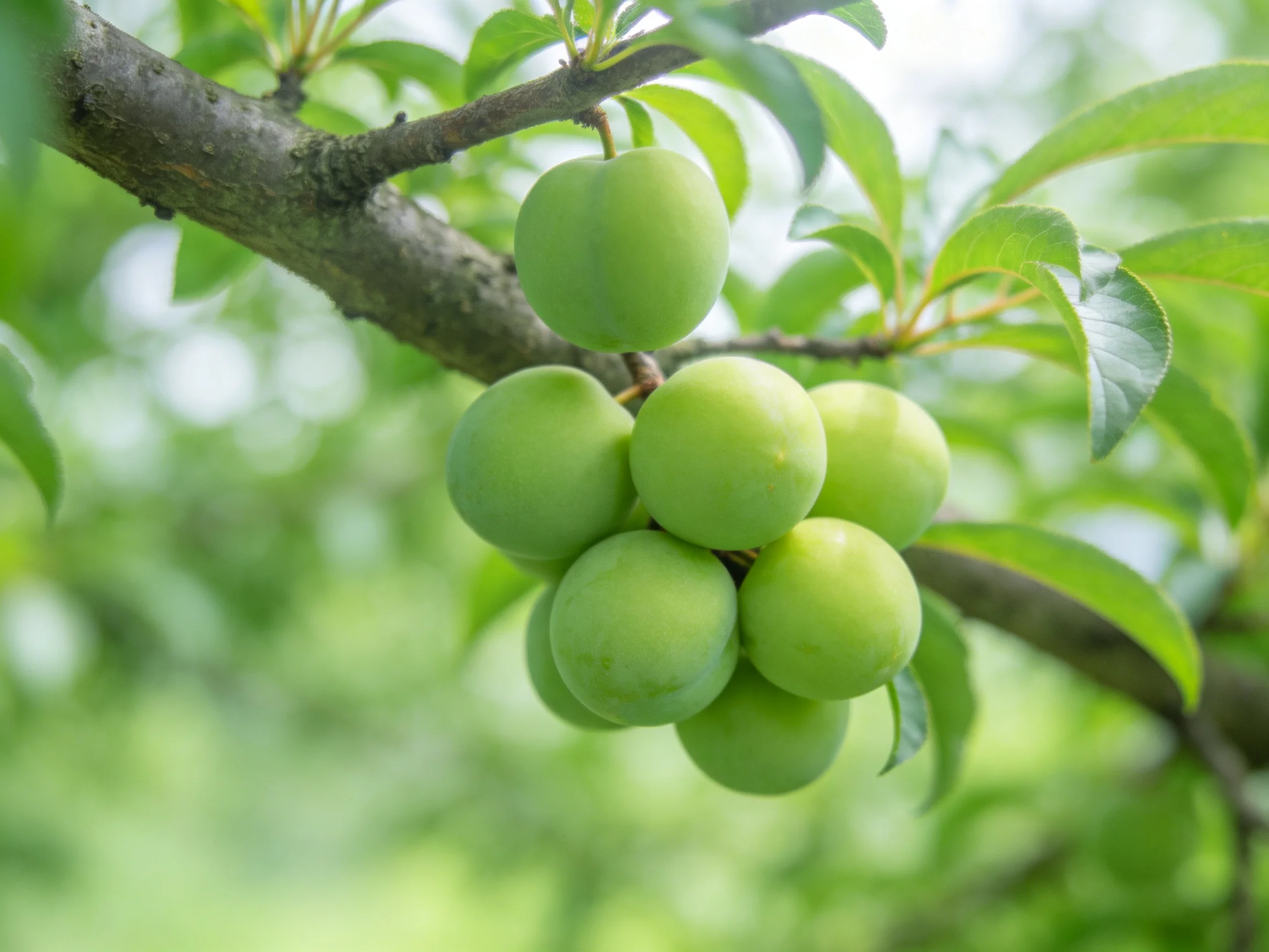 Green plums cluster on a tree branch surrounded by lush foliage