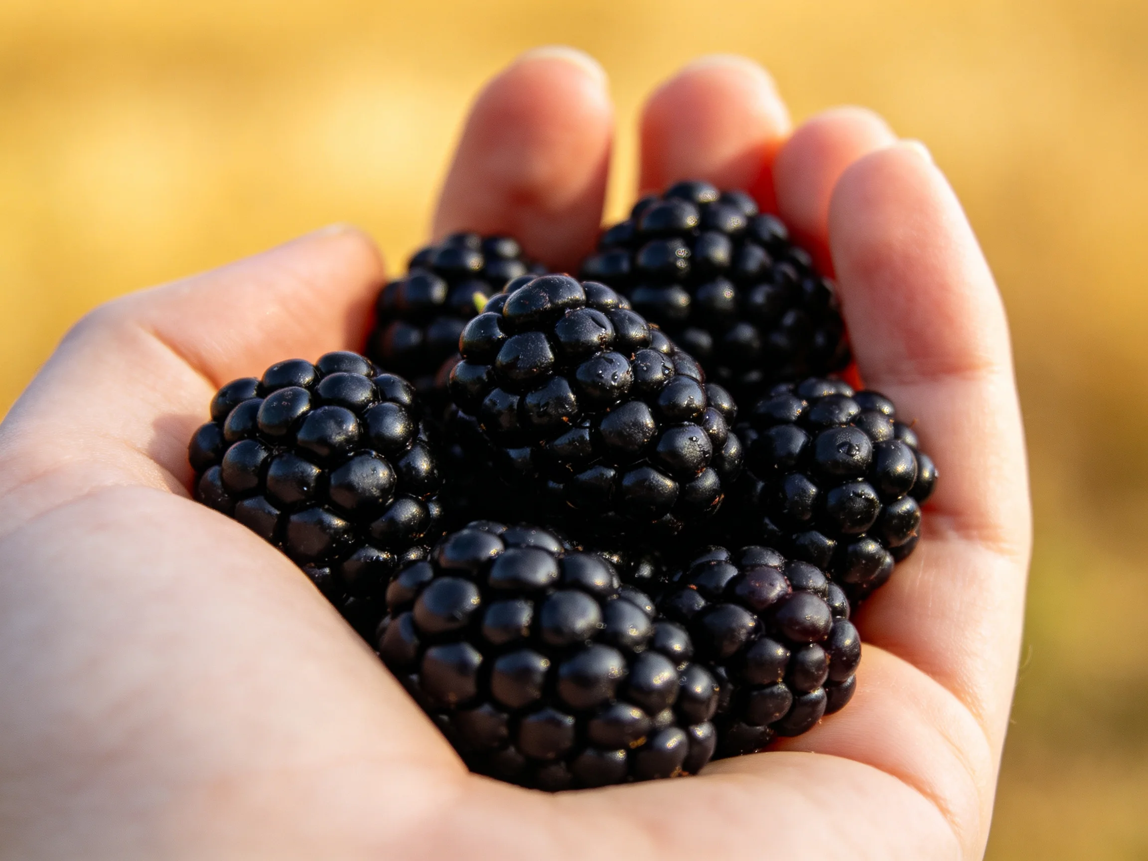 Hand holds numerous plump, glossy blackberries in a sunny outdoor scene