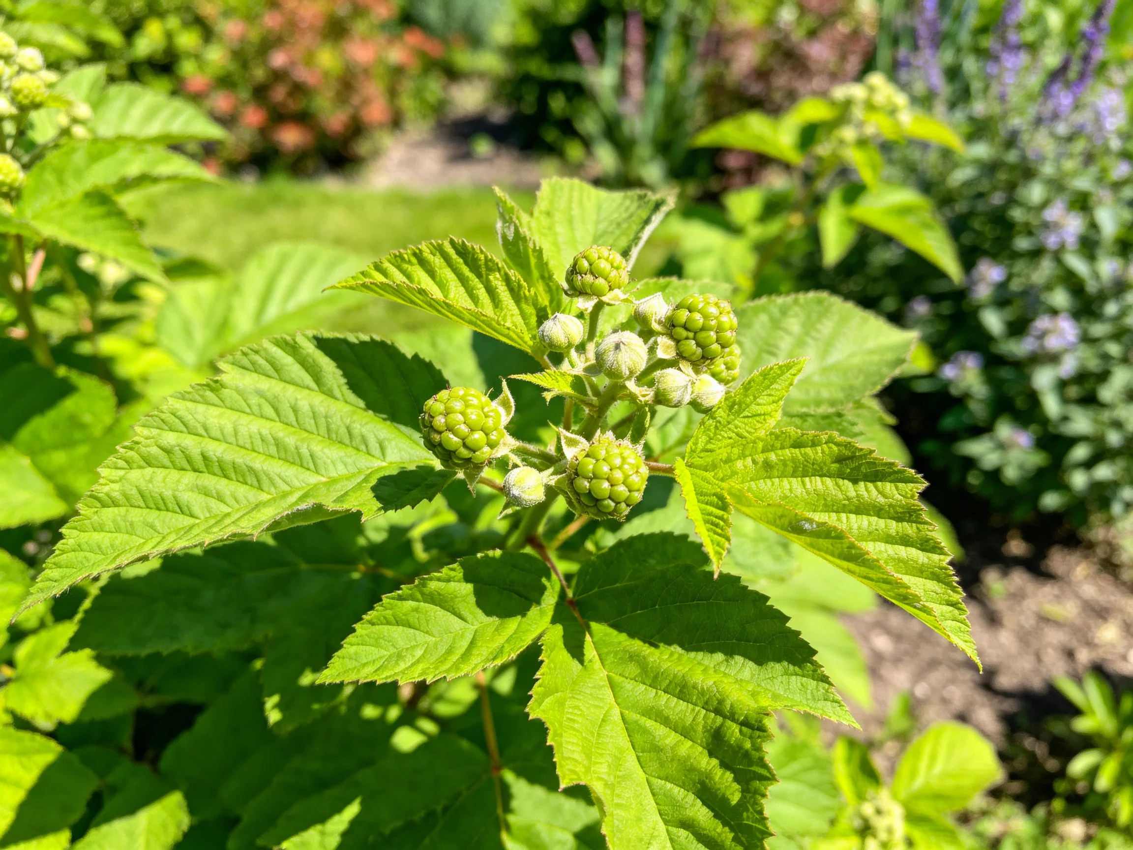 Lush Garden with Green Berry Buds and Vibrant Leaves