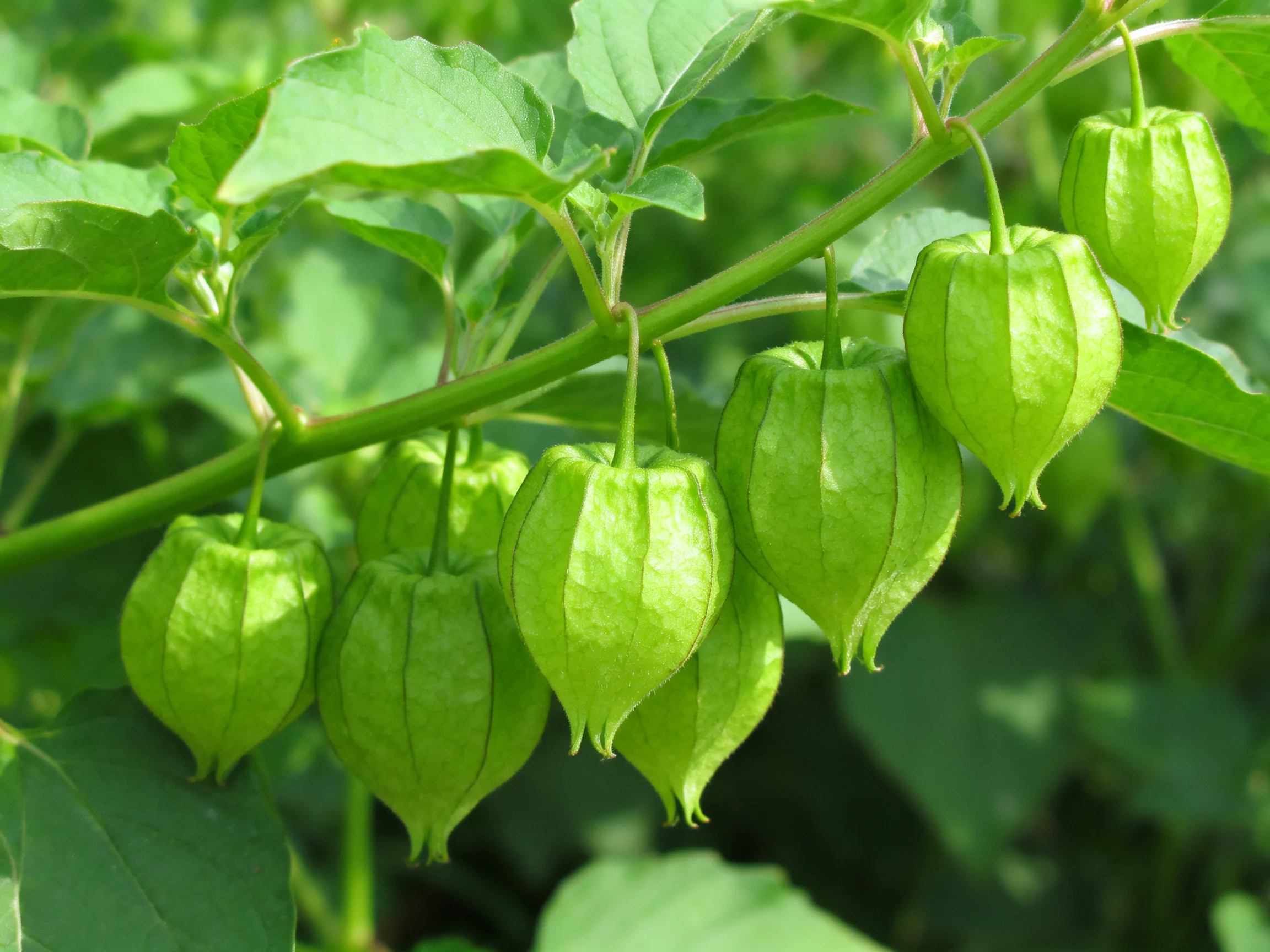 Many bright green, lantern - shaped fruits hang from a leafy branch