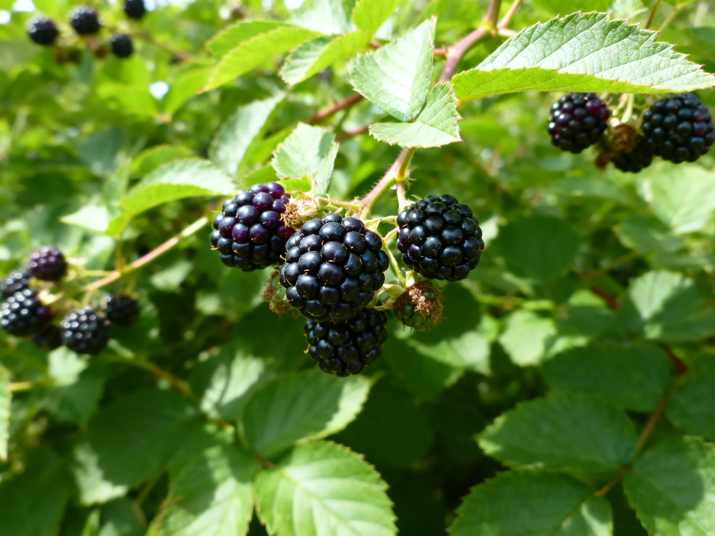 Multiple Clusters of Dark Berries Among Lush Green Foliage