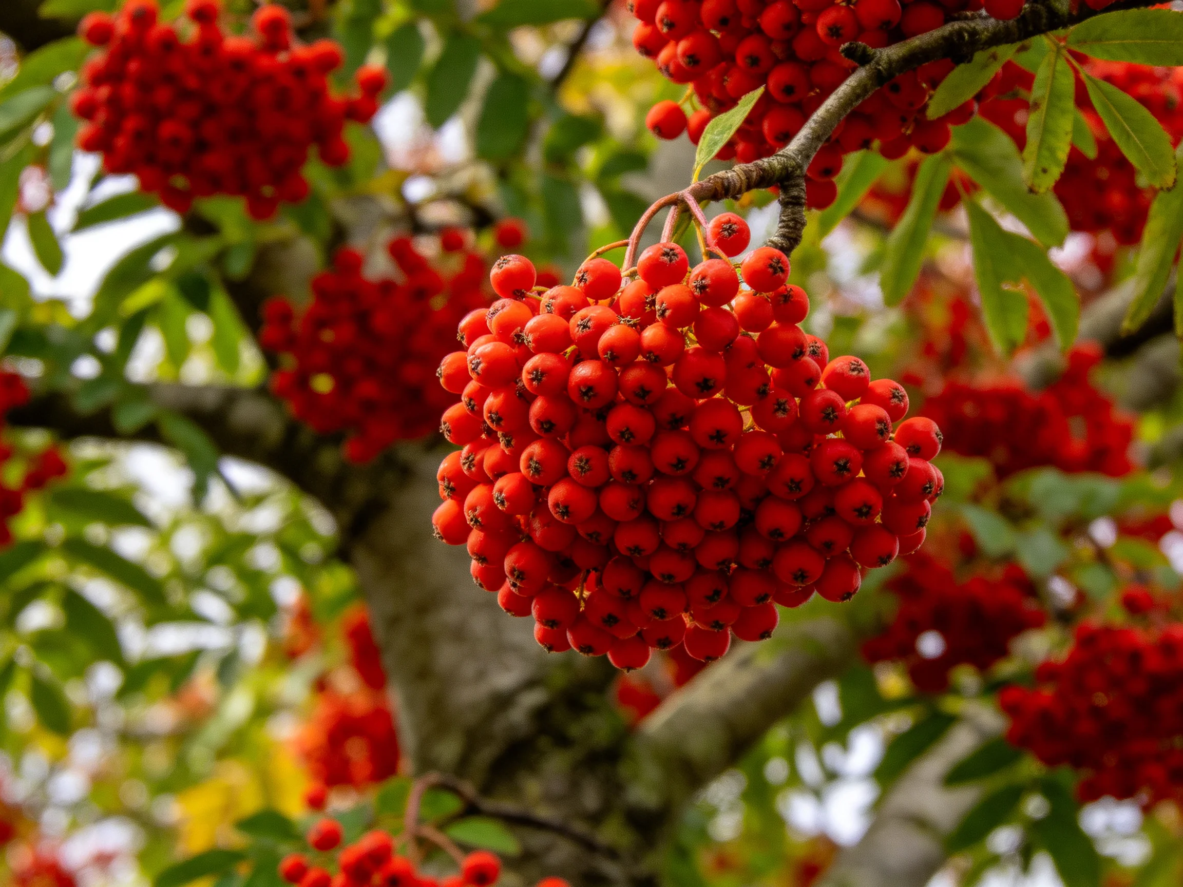 Multiple clusters of bright red berries adorn tree branches with green foliage