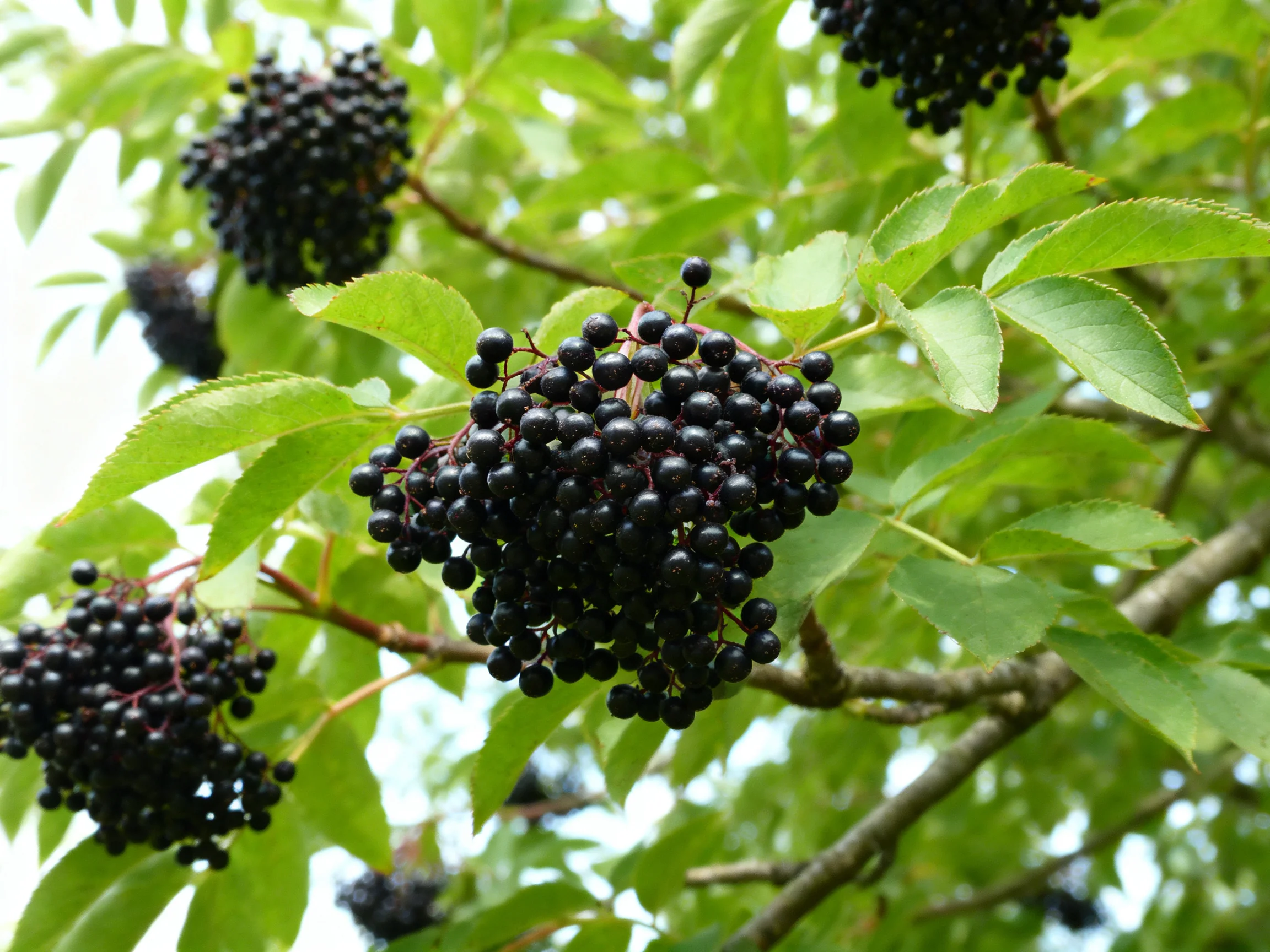 Multiple clusters of dark berries amid vibrant green foliage
